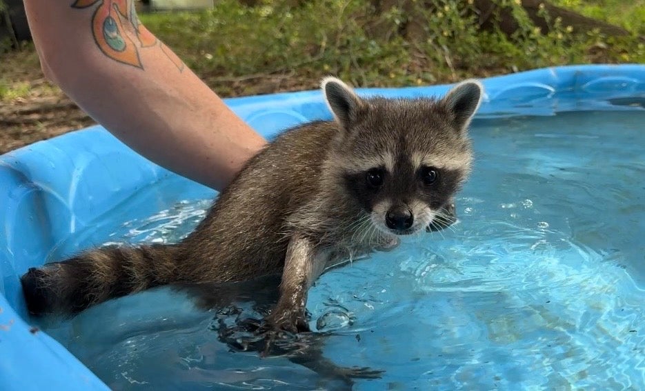 Woodside, a former U.S. merchant mariner, opened the rescue in 2019 after she helped rehabilitate a baby raccoon found aboard her ship
