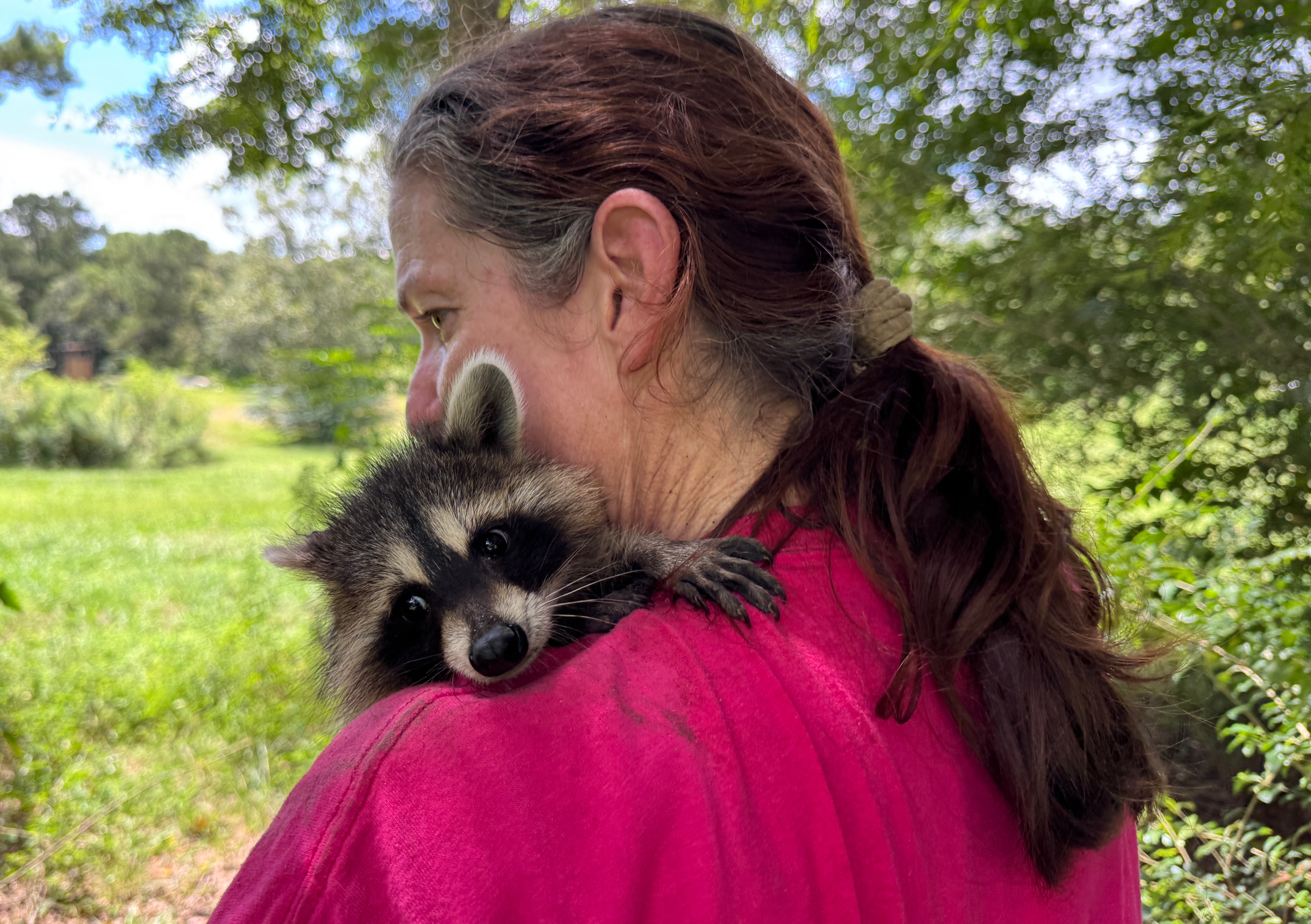 Raquel Priest, the director of Woodside Wildlife Rescue, holds a raccoon kit over her shoulder