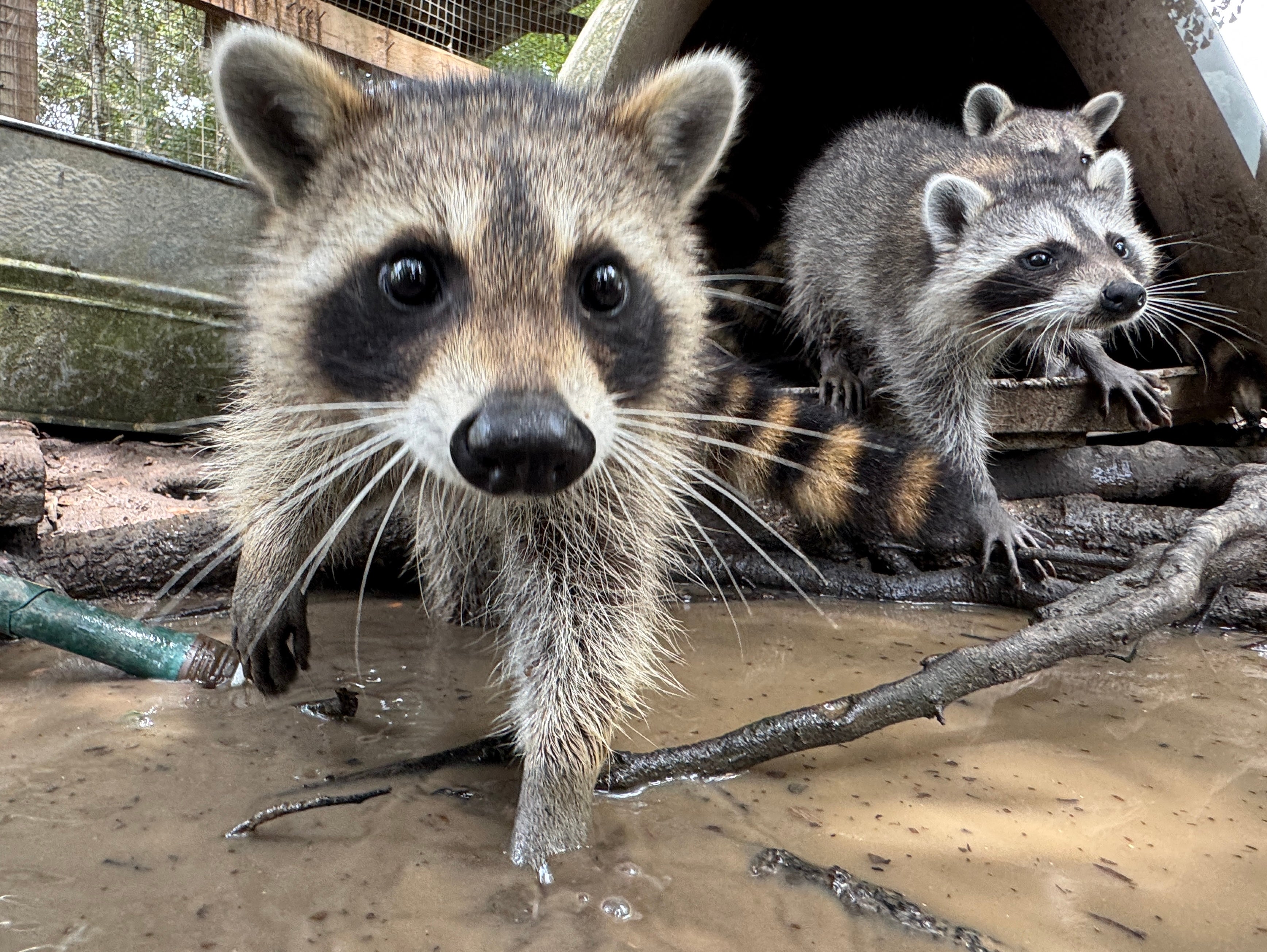 Welcome to raccoon boot camp, where the goal is to help sick or injured animals learn to survive in the south Mississippi wilderness