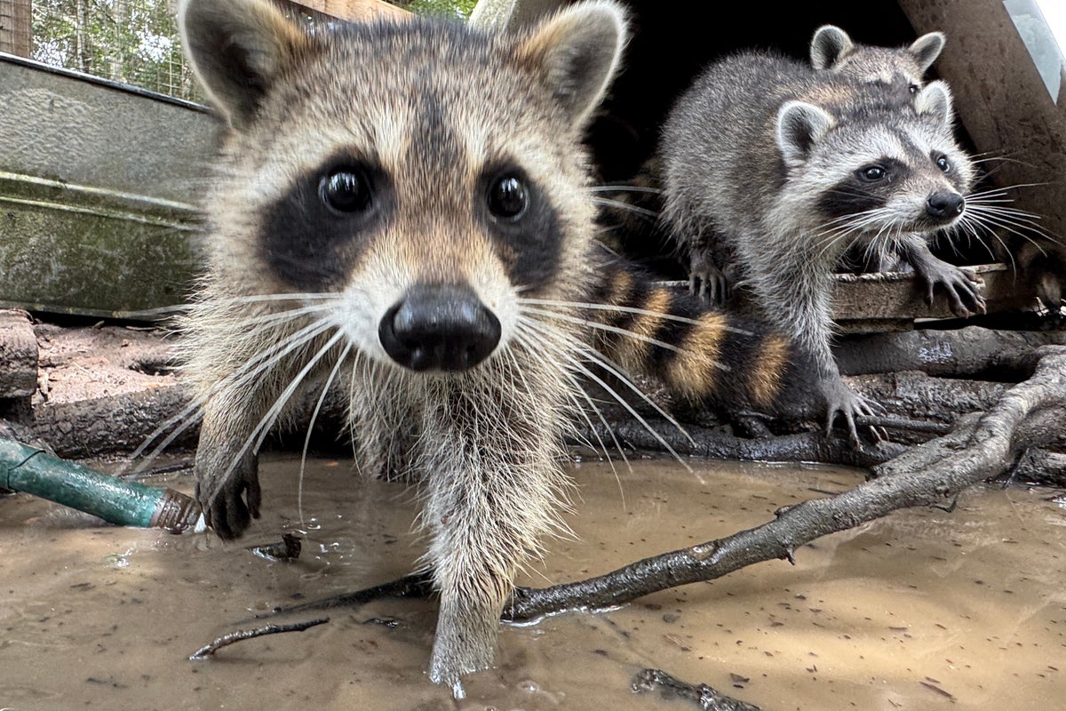 Mississippi wildlife rescue runs 'boot camp' to teach orphaned raccoons survival