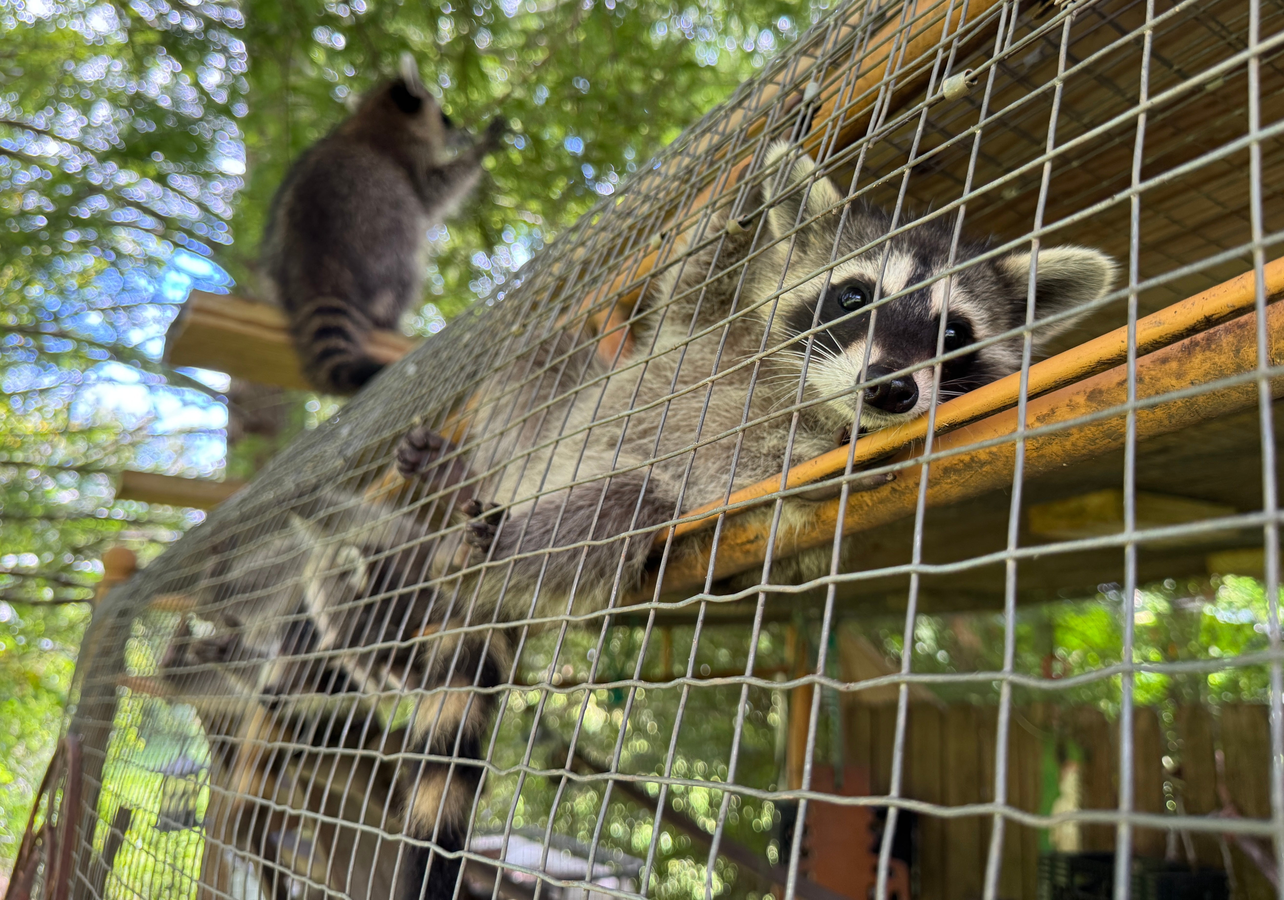 “When these babies come in, and they’re so desperate, it’s heartbreaking,” according to Woodside Wildlife Rescue’s founder, Paula Woodside
