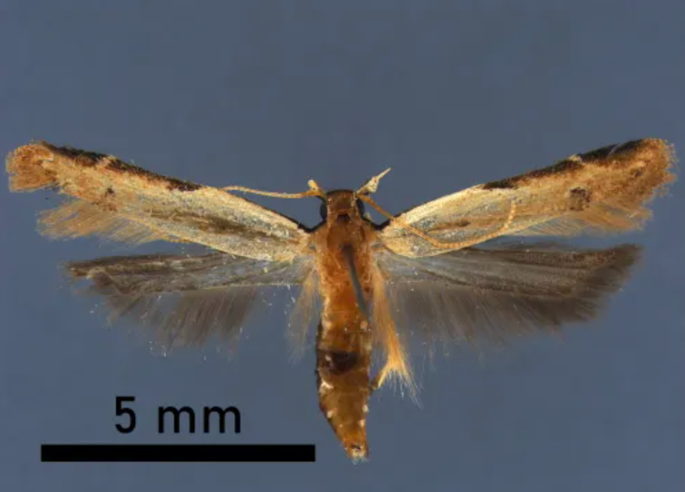 A non-native straw crest moth (pictured) was discovered by CBP officials back in January