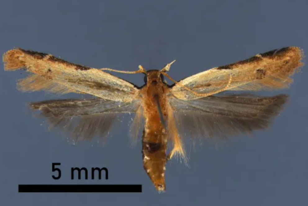 A non-native straw crest moth (pictured) was discovered by CBP officials back in January (CBP)