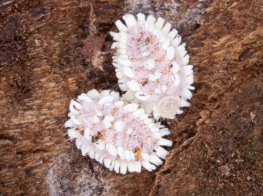 Potentially destructive giant scale insects found at Detroit airport