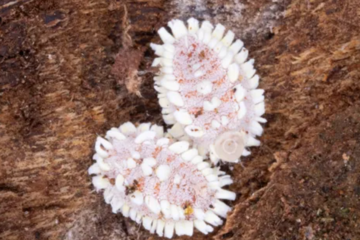 Potentially destructive giant scale insects found at Detroit airport