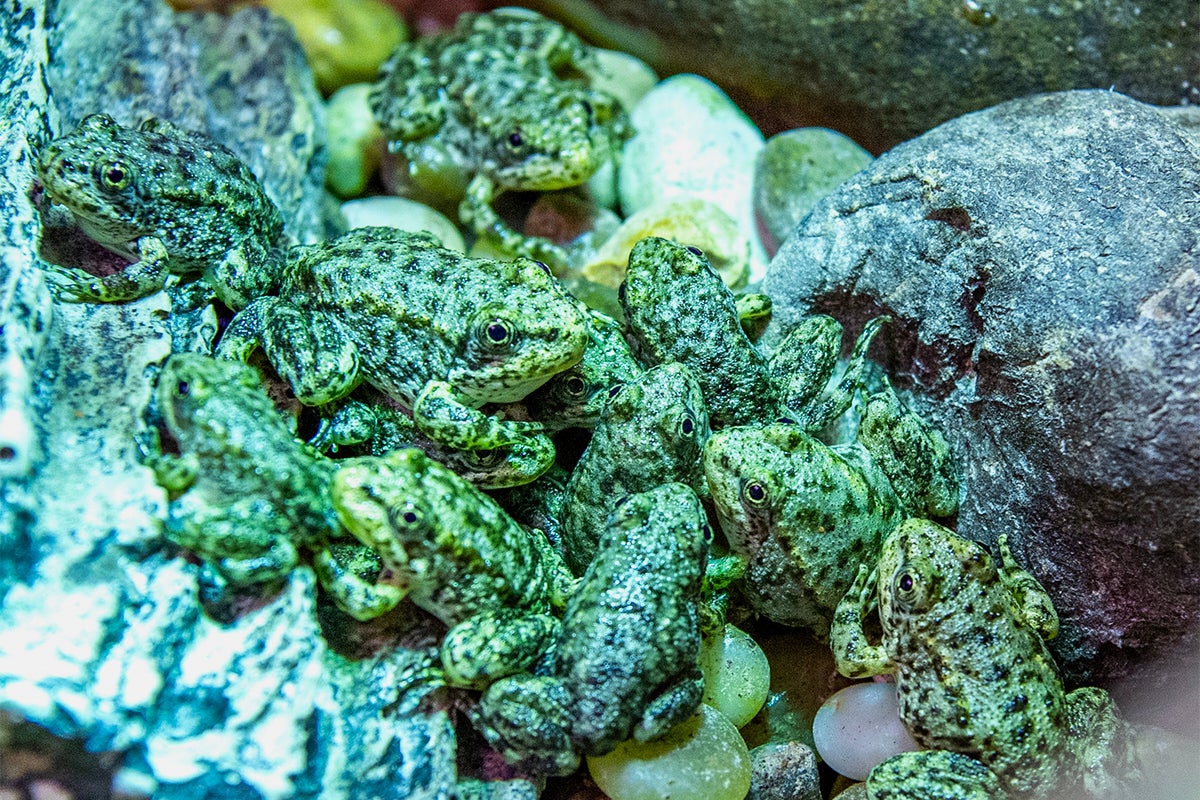 Long Beach aquarium works to revive California mountain yellow-legged frog