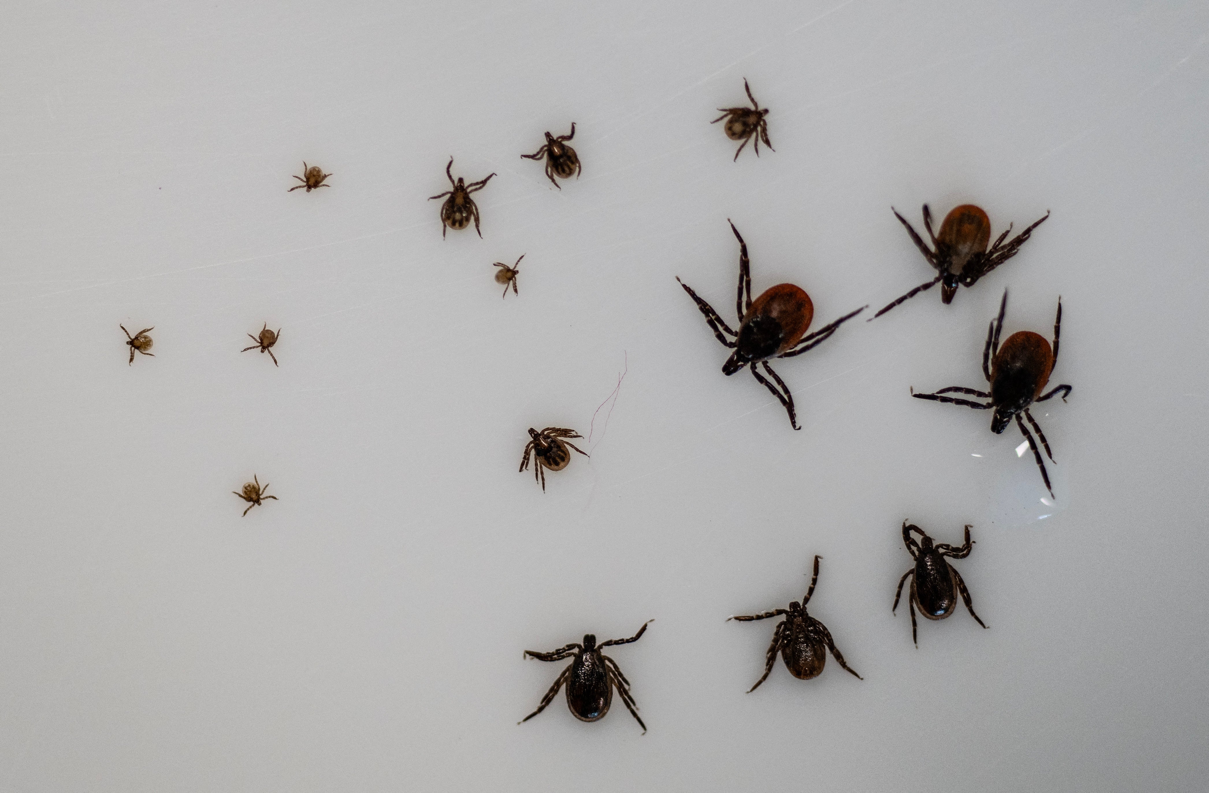 Ixodes Ricinus, also known as the sheep tick, in various stages of development