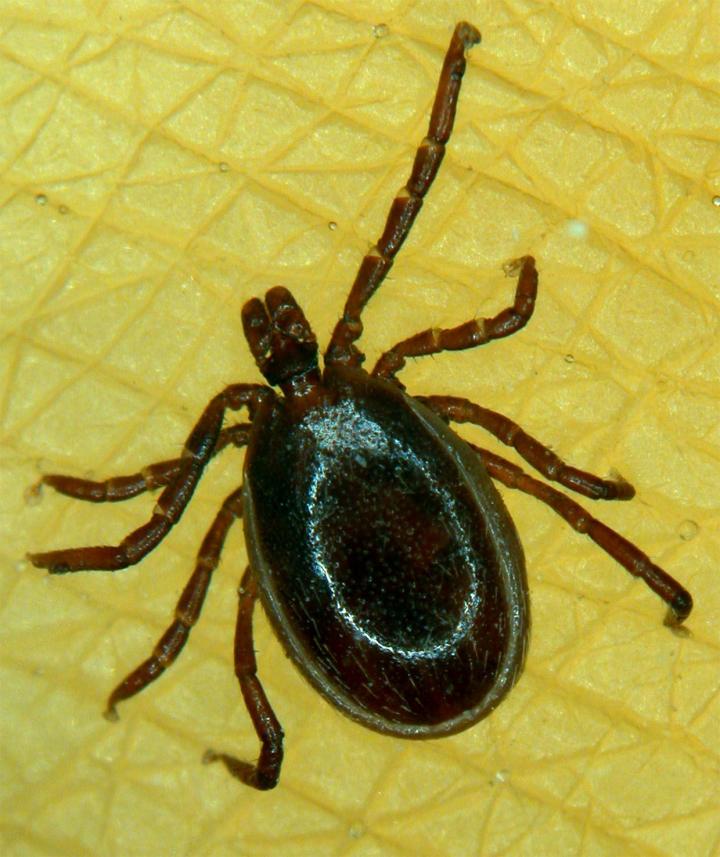 A male tick attached to a resin replica of human volar skin