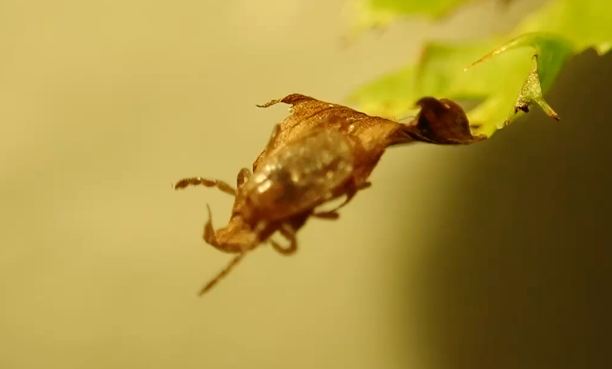 An Asian long-horned tick questing on the tip of a leaf