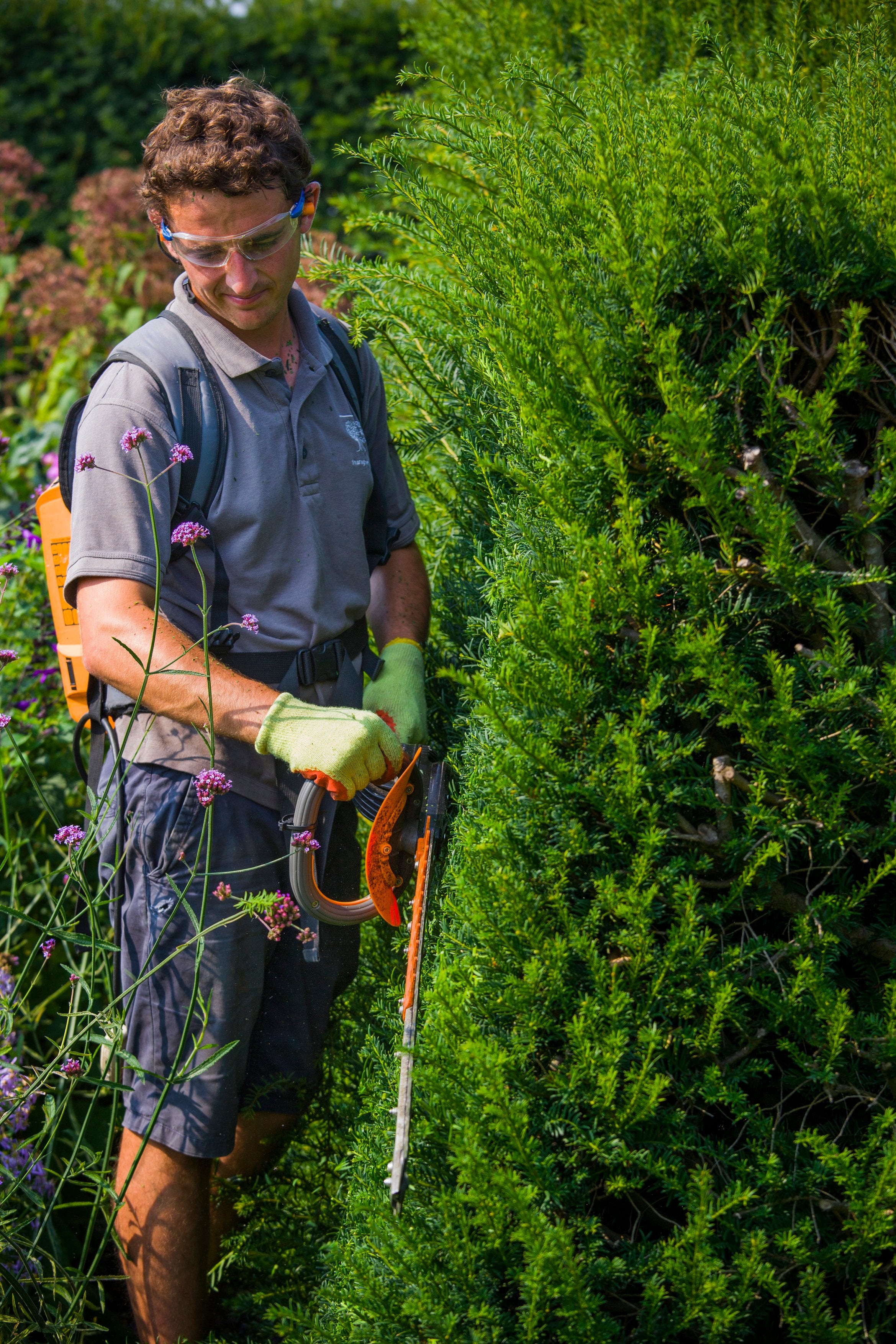 “It’s traditional to cut hedges in August or September, which leaves them neat for the rest of the winter. (PA)