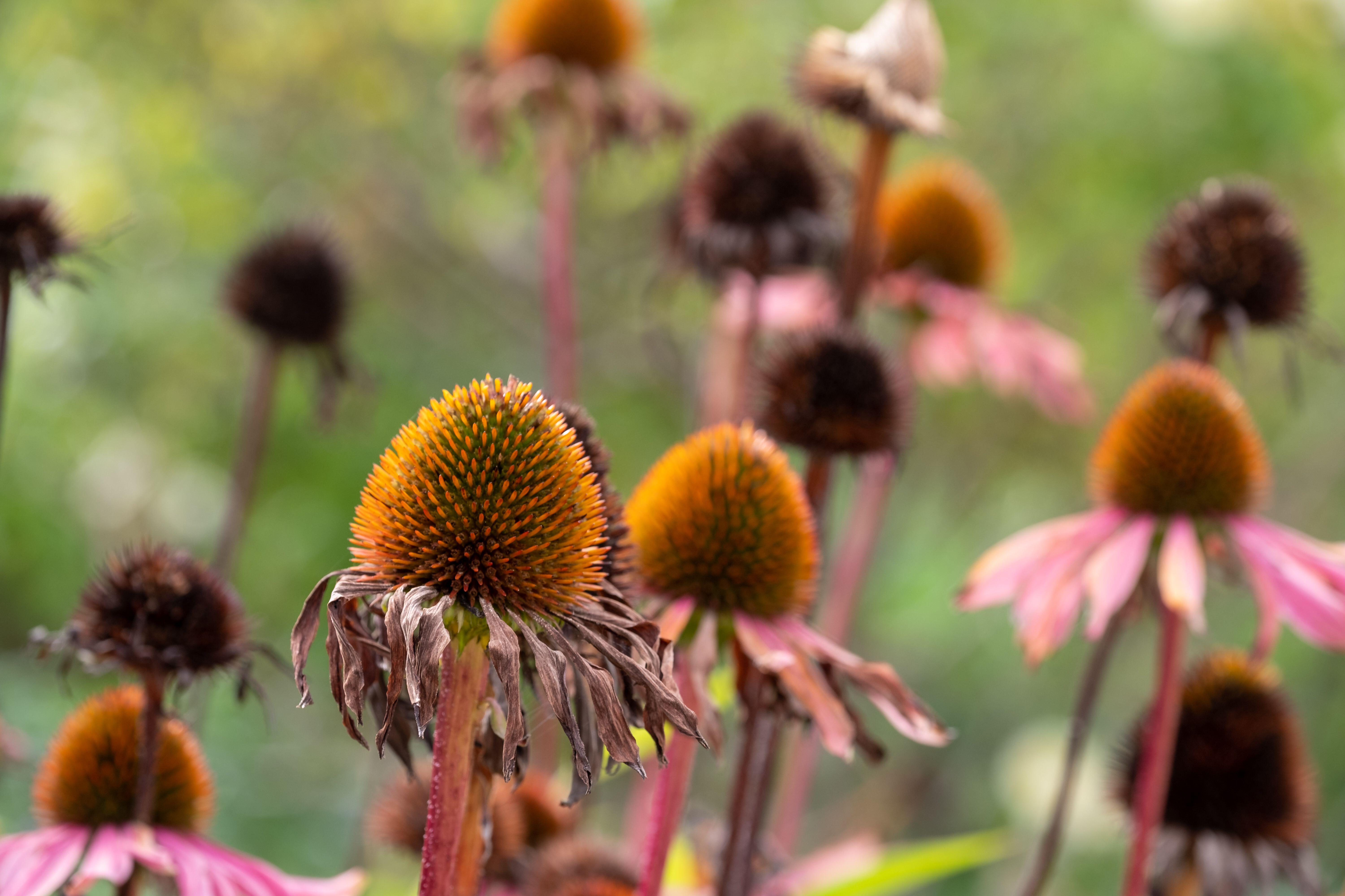 Birds will feast on seeds of echinacea, so it may be wise to leave plants which have formed valuable seedheads for wildlife. (PA)