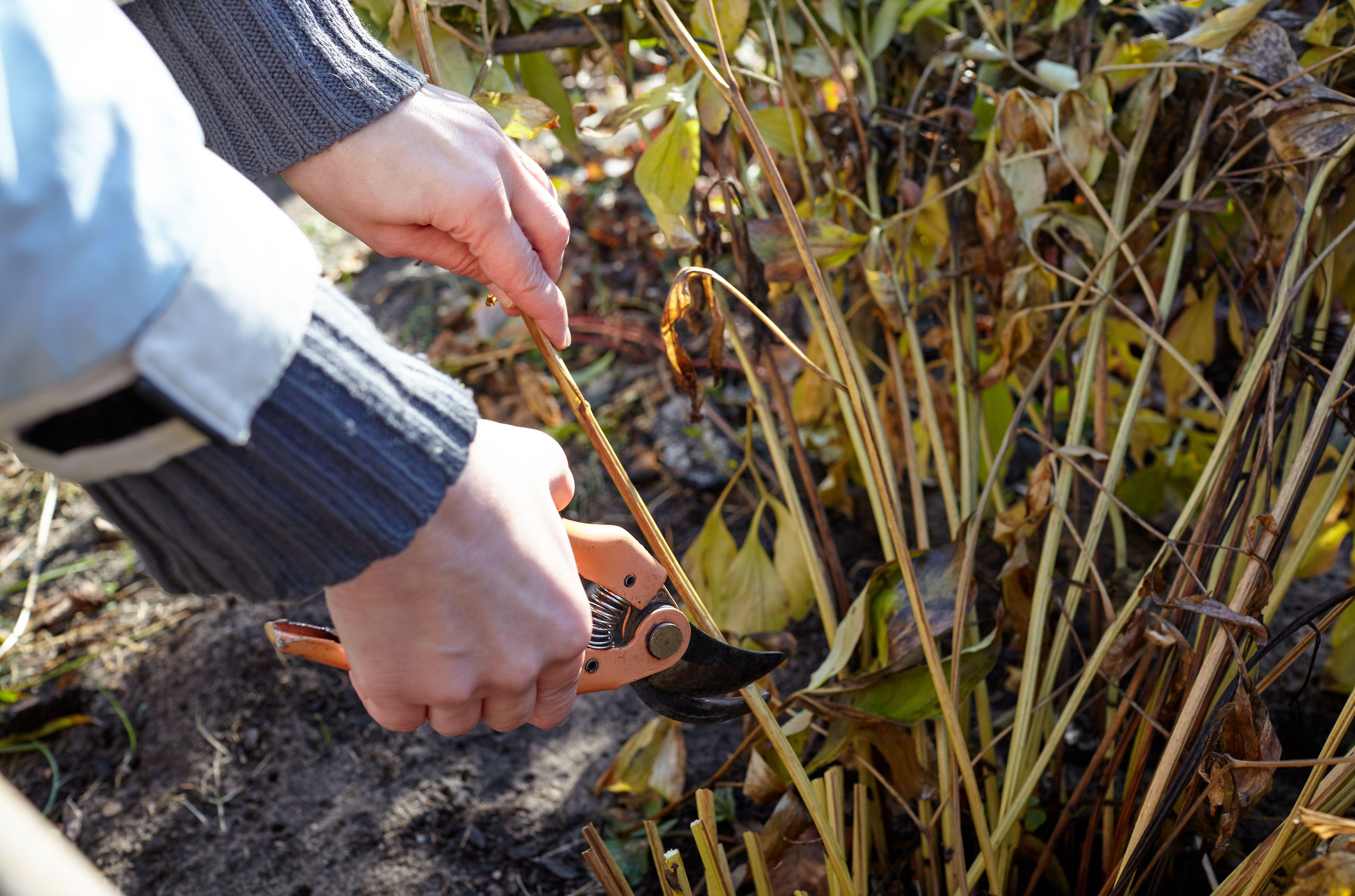 Cut back perennials which finished flowering earlier in the season. (PA)