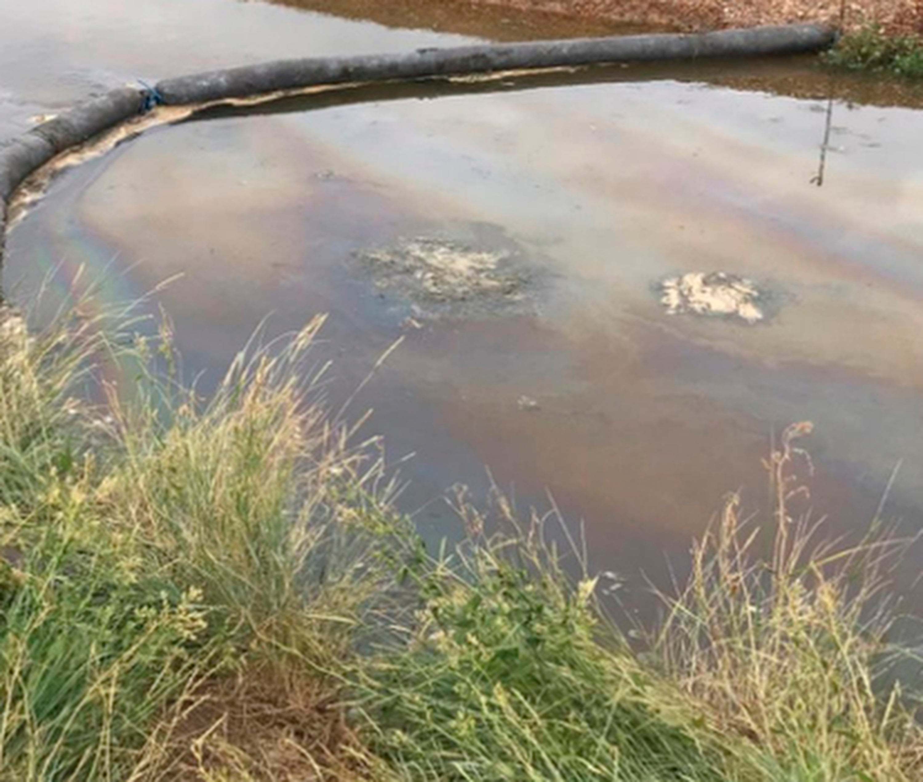 Southern Water fined millions over sewage pollution that killed dozens of fish and eels