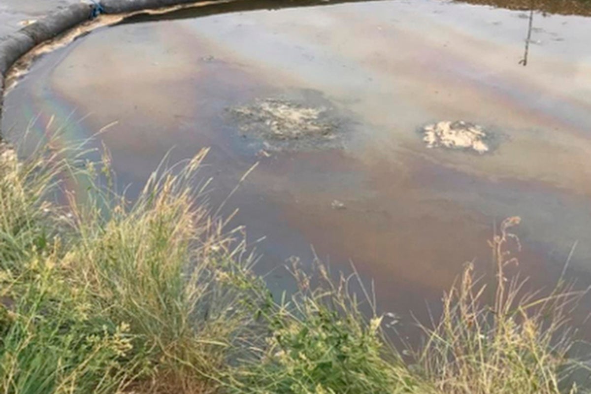 Southern Water fined millions over sewage pollution that killed dozens of fish and eels