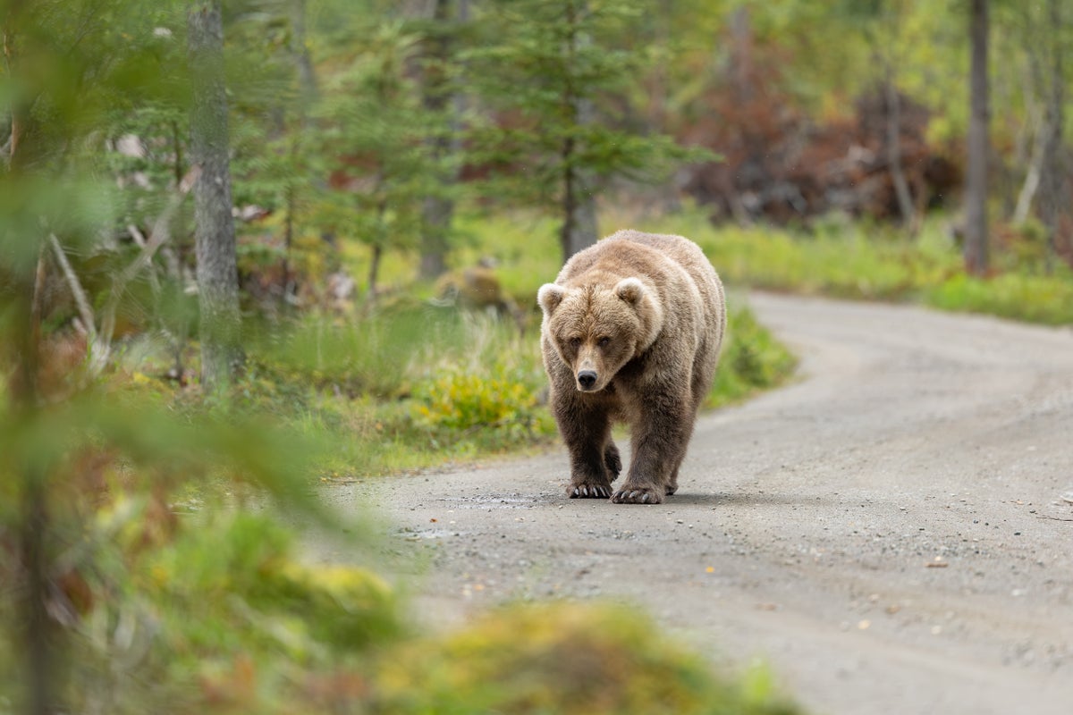 California officials decide next steps for 500-pound bear meandering neighborhood