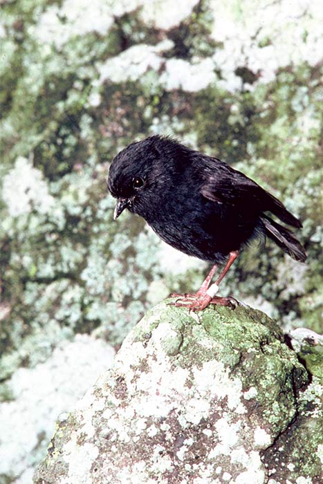 Old Blue is the ancestor of all black robins alive today, and has been credited as the saviour of her species