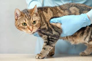 Under the new laws, owners are entitled to receive a clear breakdown of pet care plans, with standardised information on costs