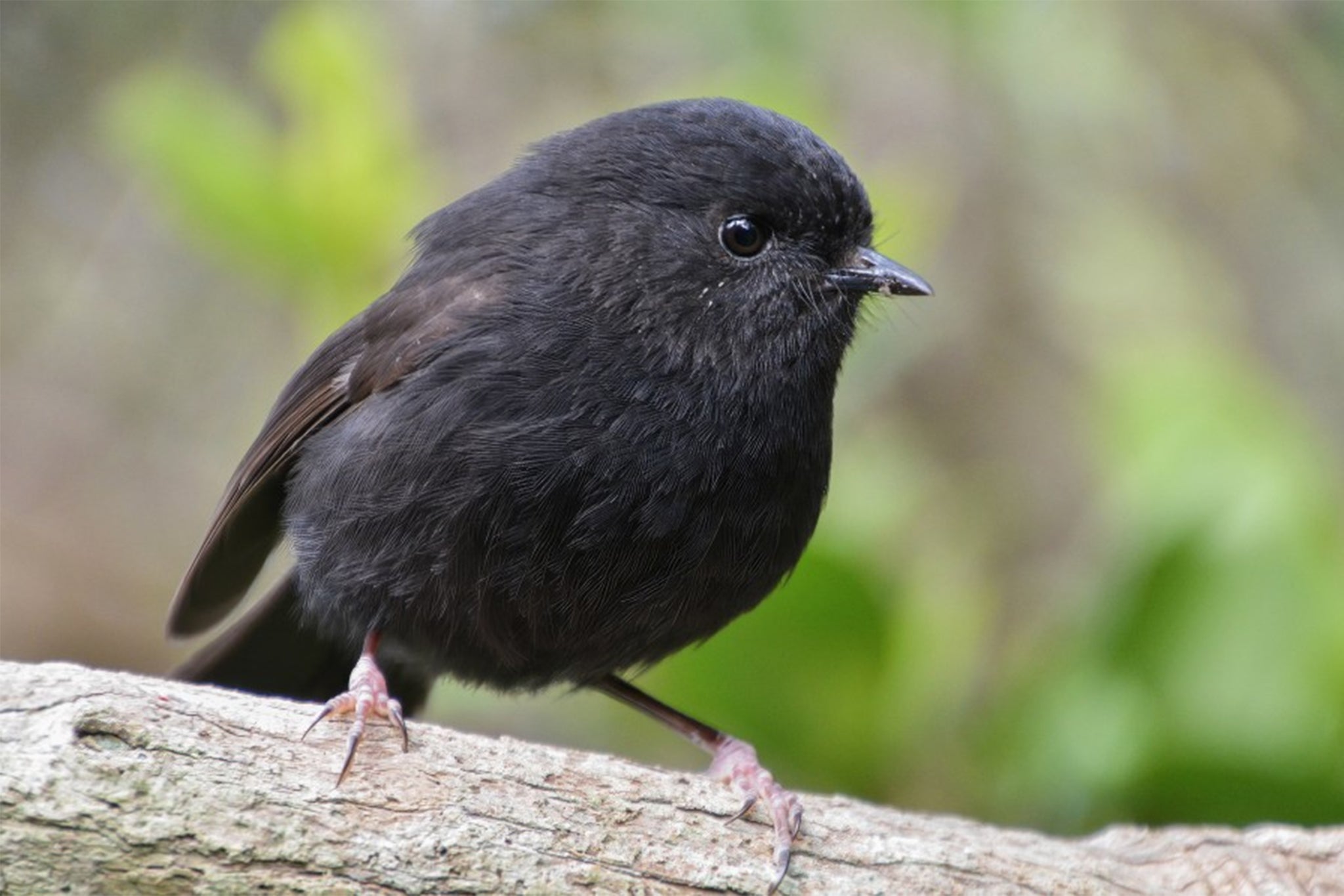 Black robin which was once world's rarest bird wins NZ's prestigious Bird of the Year