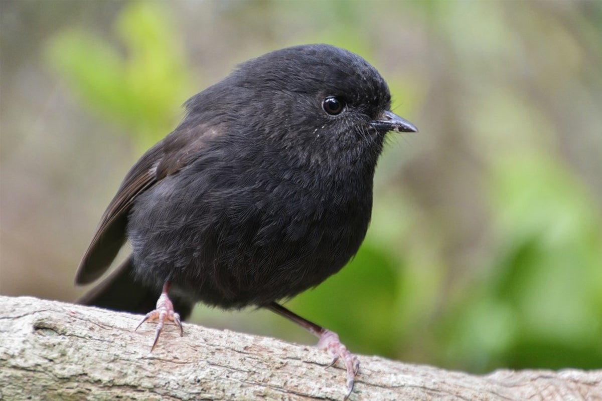 Black robin which was once world's rarest bird wins NZ's prestigious Bird of the Year