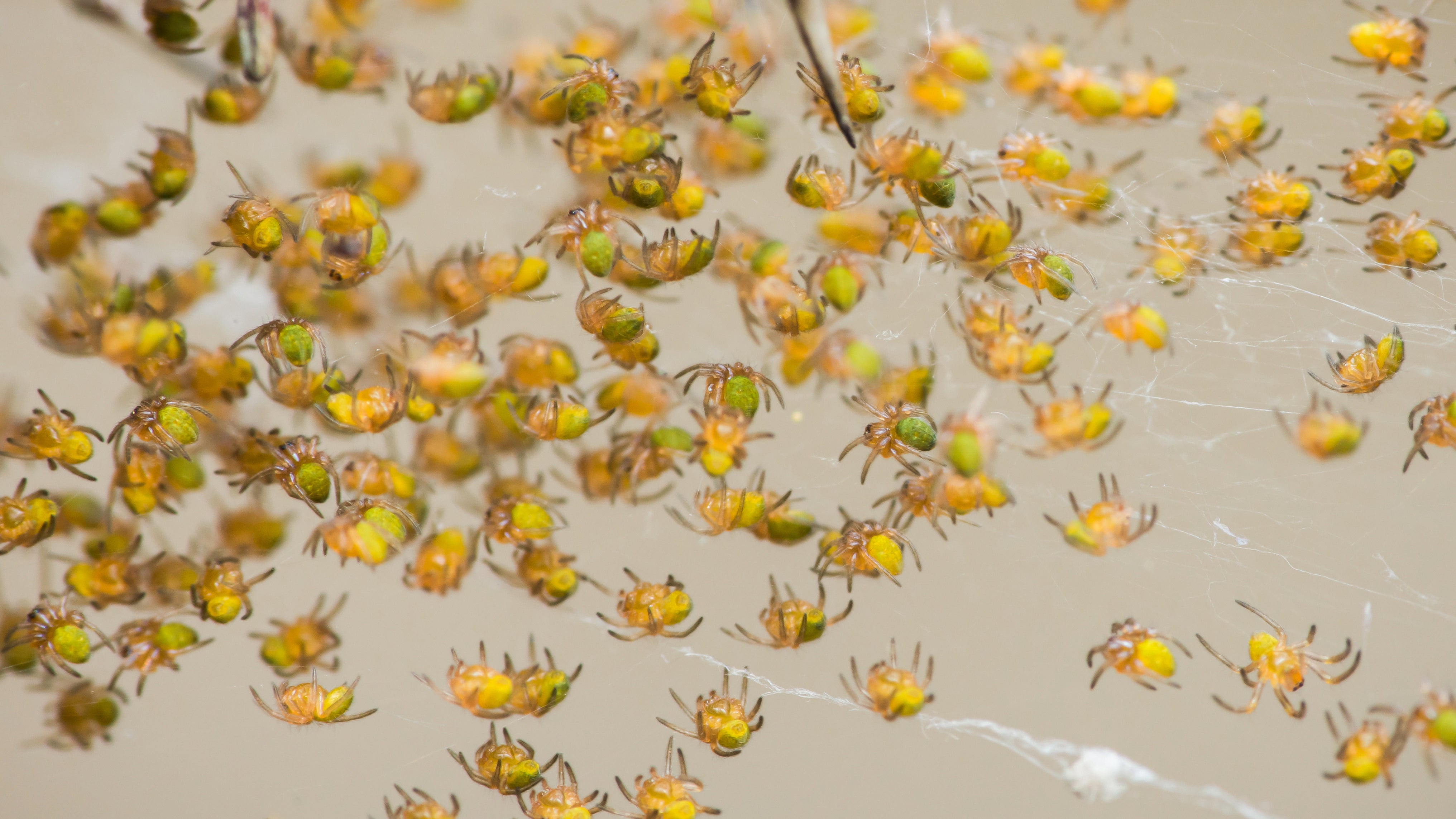 September is prime spiderling season in Texas, insect experts say
