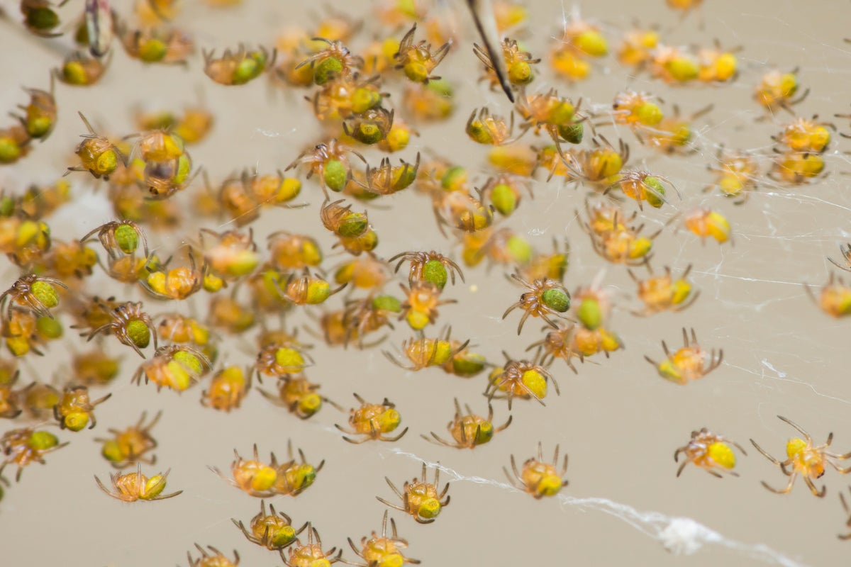 Two passengers returning from cruise ship in Texas find hundreds of baby spiders in their car at port terminal Two passengers returning from cruise ship in Texas find hundreds of baby spiders in their car at port terminal