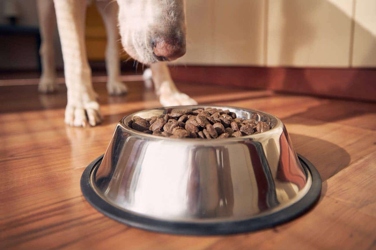 independent.co.uk - Josie Clarke - Dog food brand reports investigation found no link with eye problems in pets