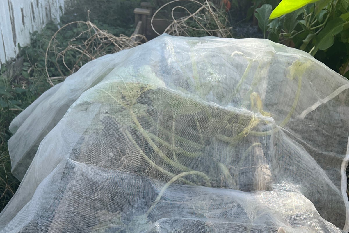 Row covers help late-summer vegetable gardens withstand early frosts