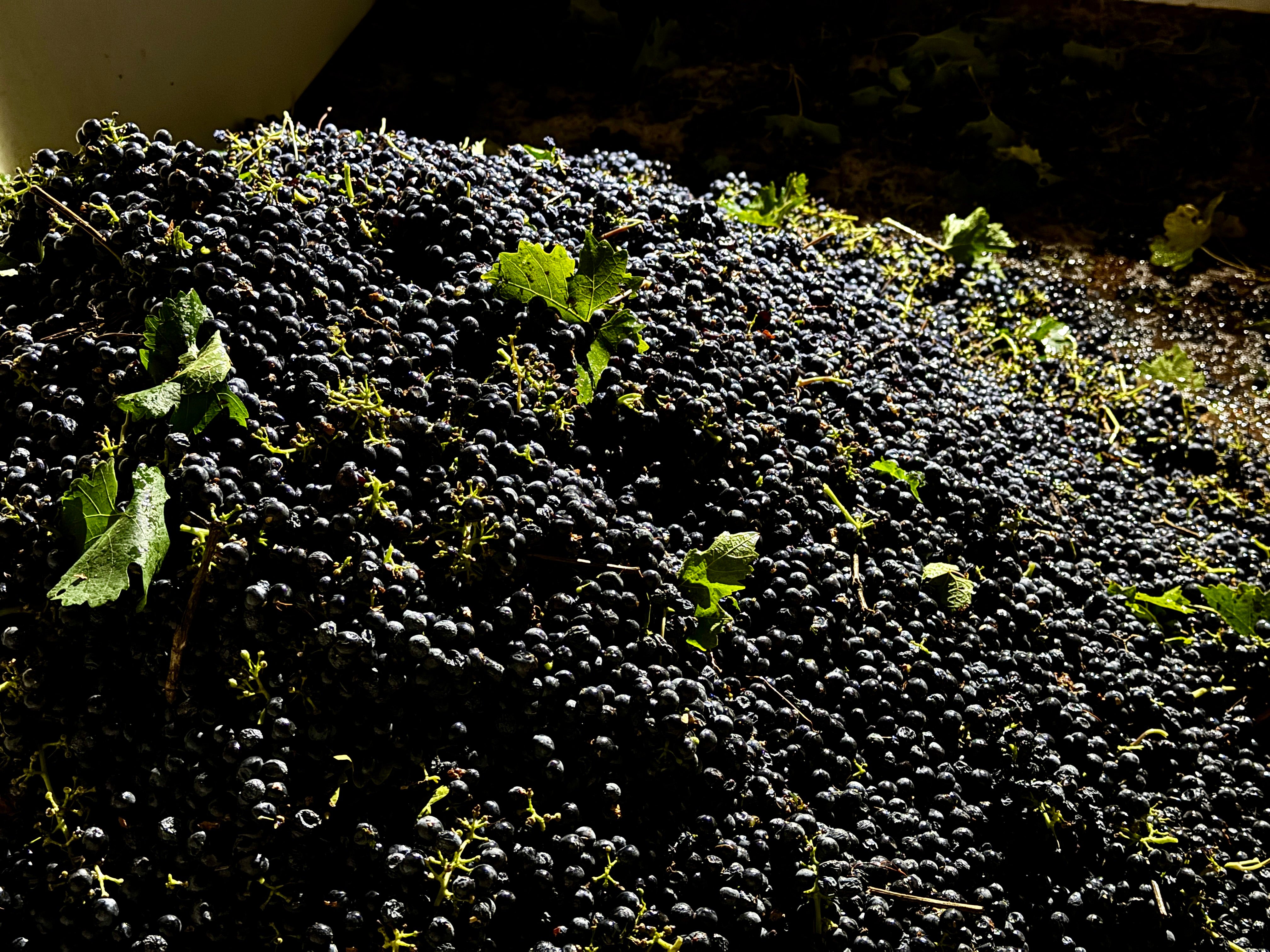 independent.co.uk - Terry Chea - California farmers are struggling to sell grapes as demand for wine drops