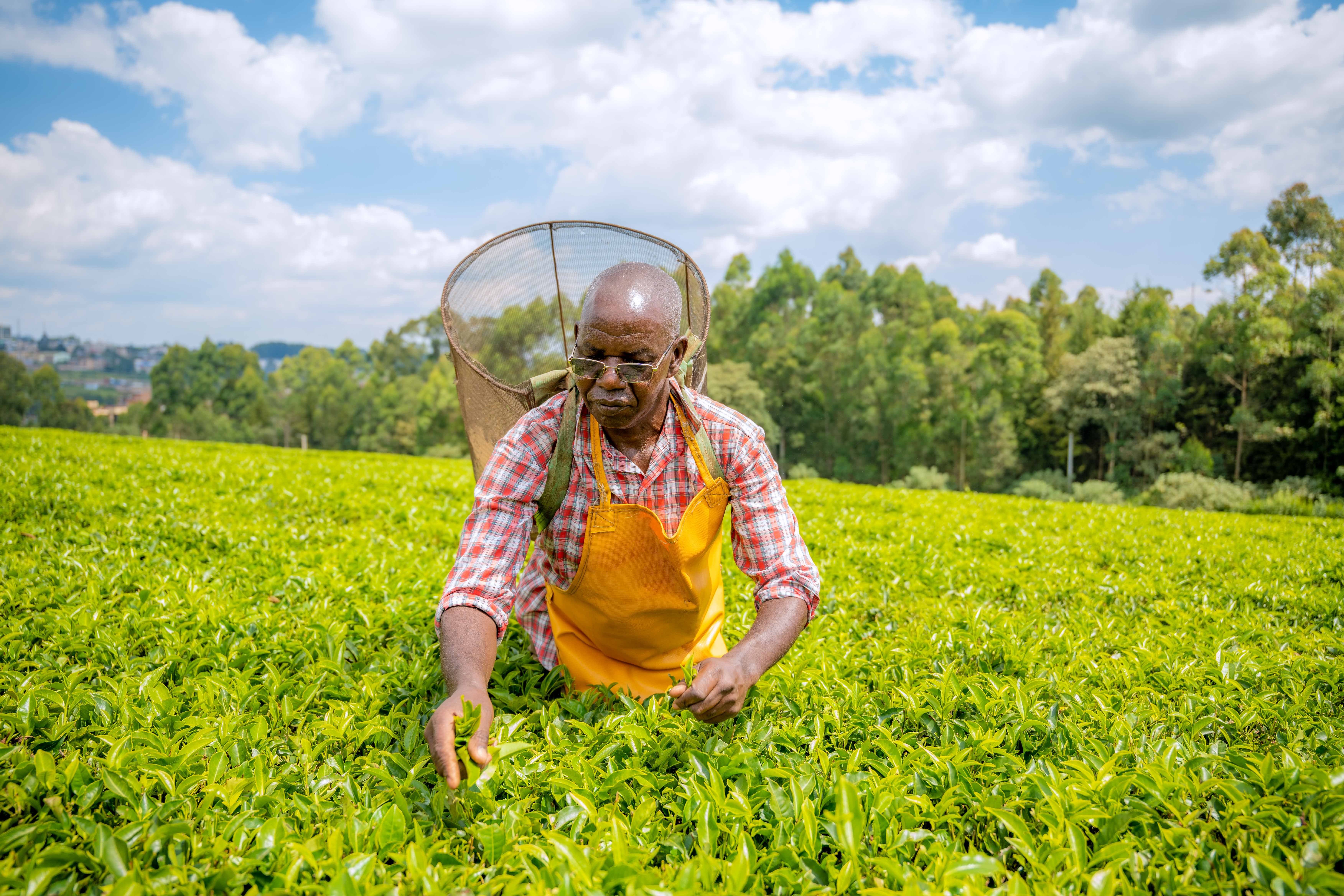 Tea farms in Kenya