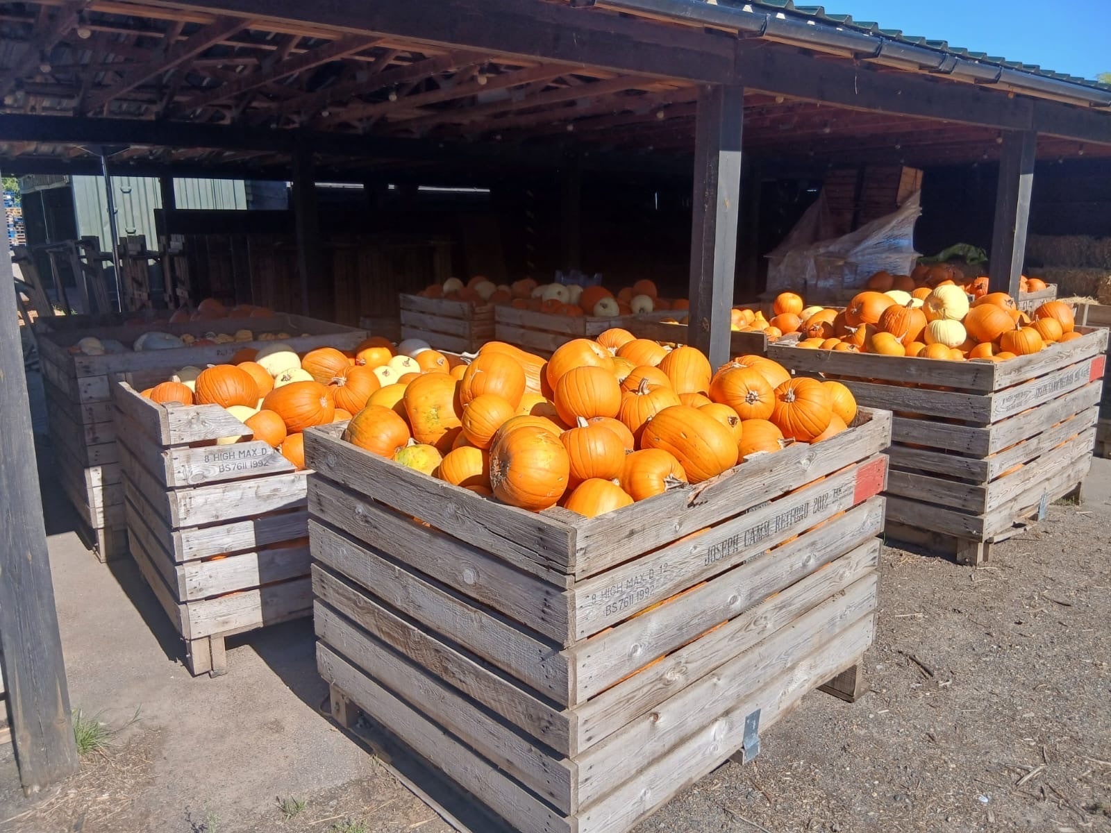 Mr Harris has enjoyed bumper crops of pumpkins on his farm in past years (Broaddrich Farms)