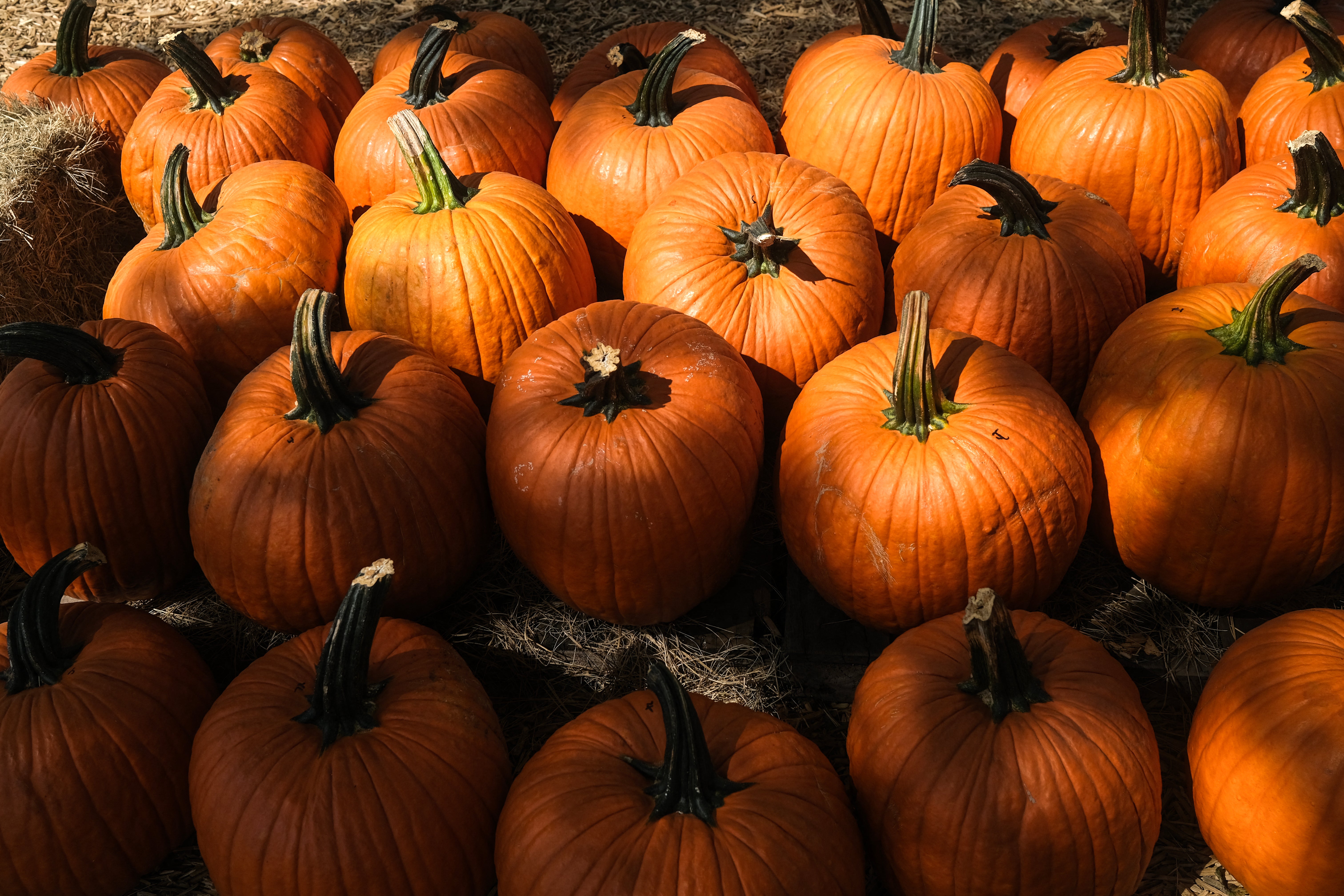 Pumpkin farmers across the country have reported significant drops in yield after a dry summer
