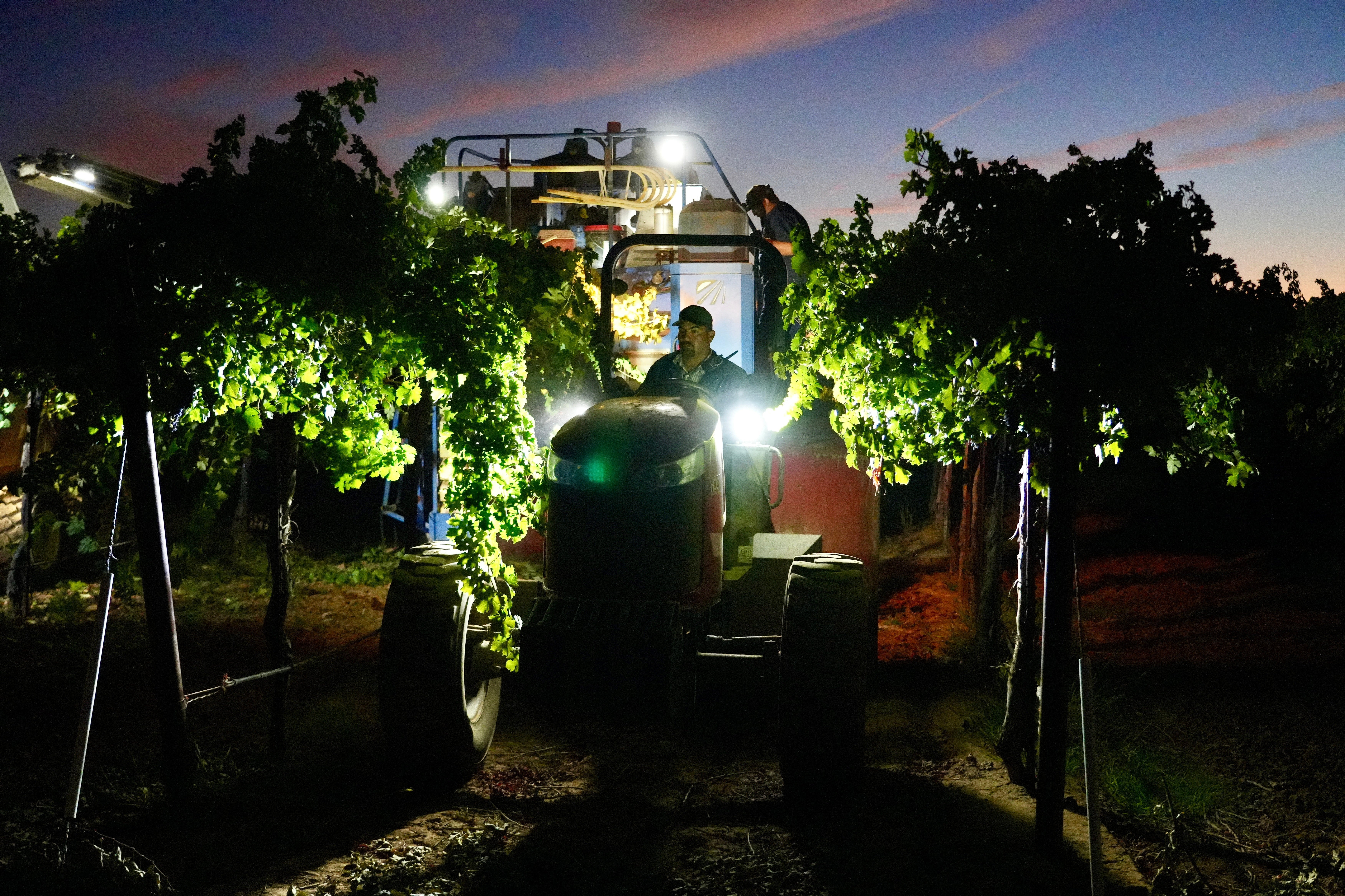 Workers operate farm machines at night to harvest wine grapes at Berryhill Family Vineyards