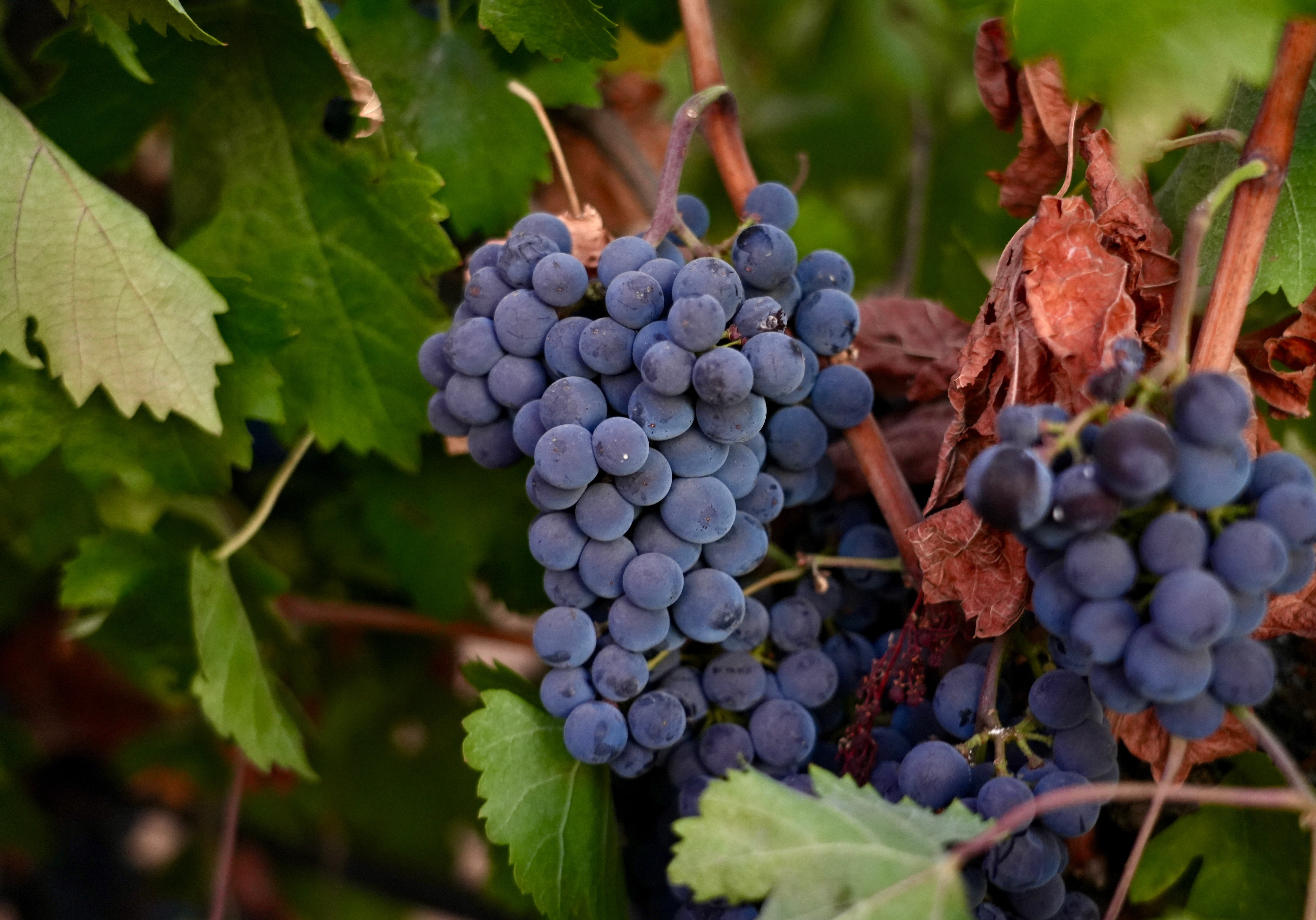 Berryhill Family Vineyards