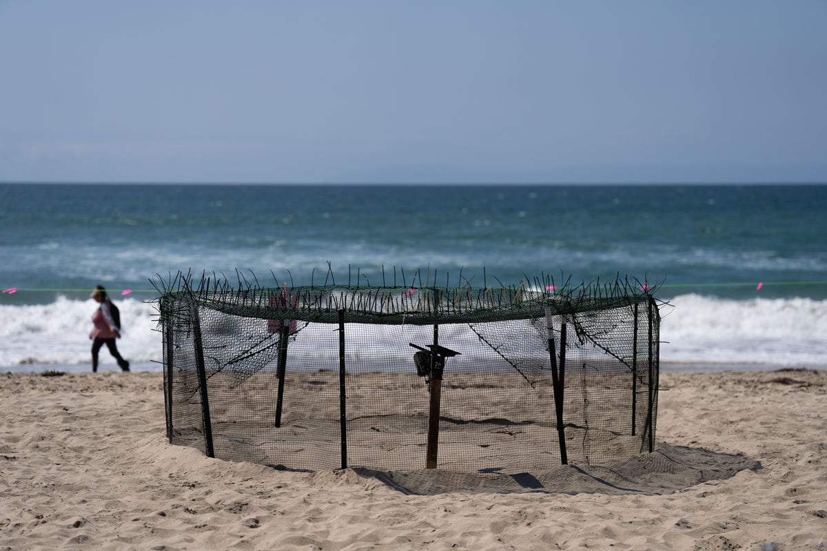 Sea turtle eggs laid on Southern California beaches for first West Coast record