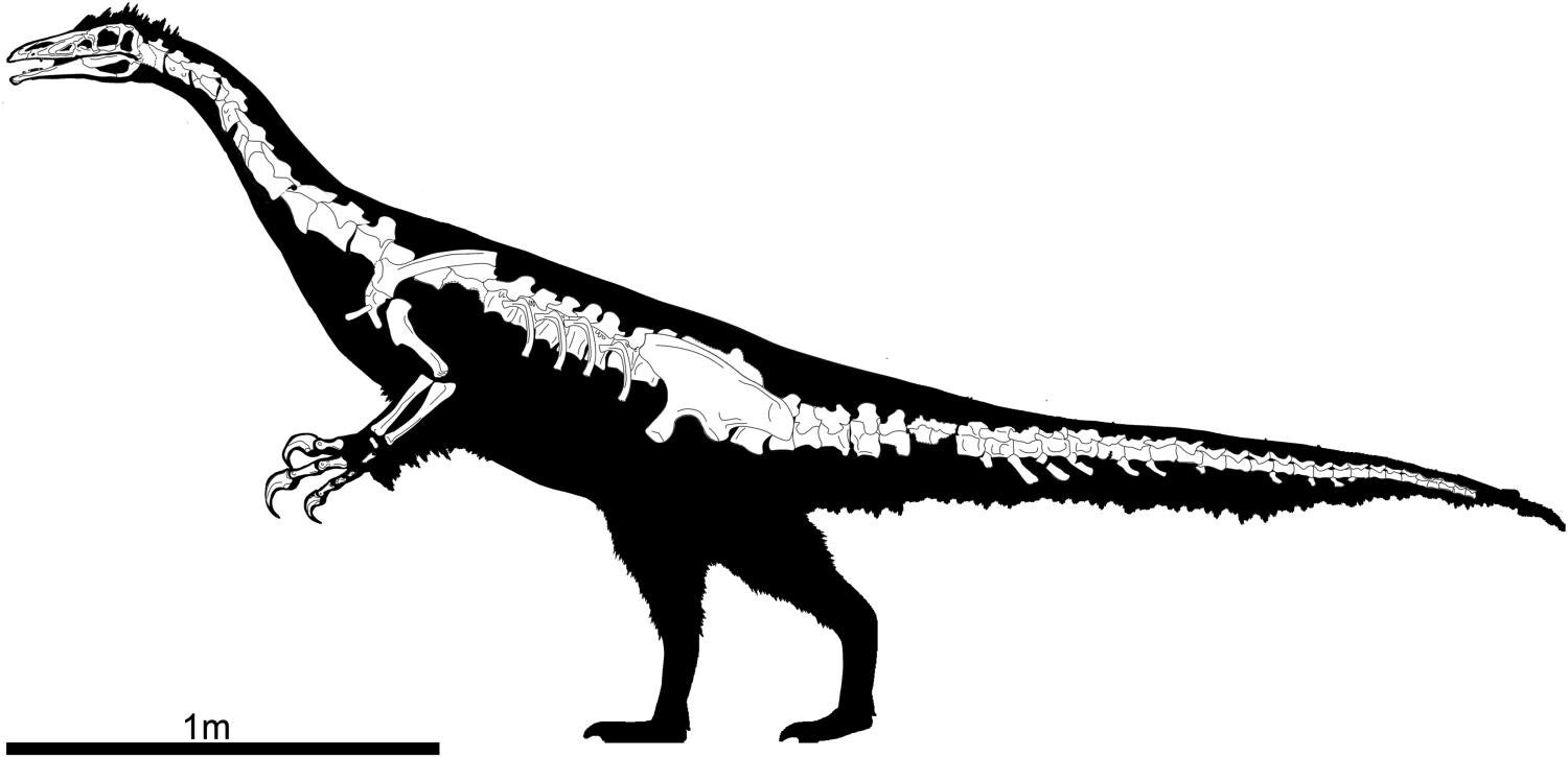 Skeletal diagram of Kayrasaurus changliensis in lateral view