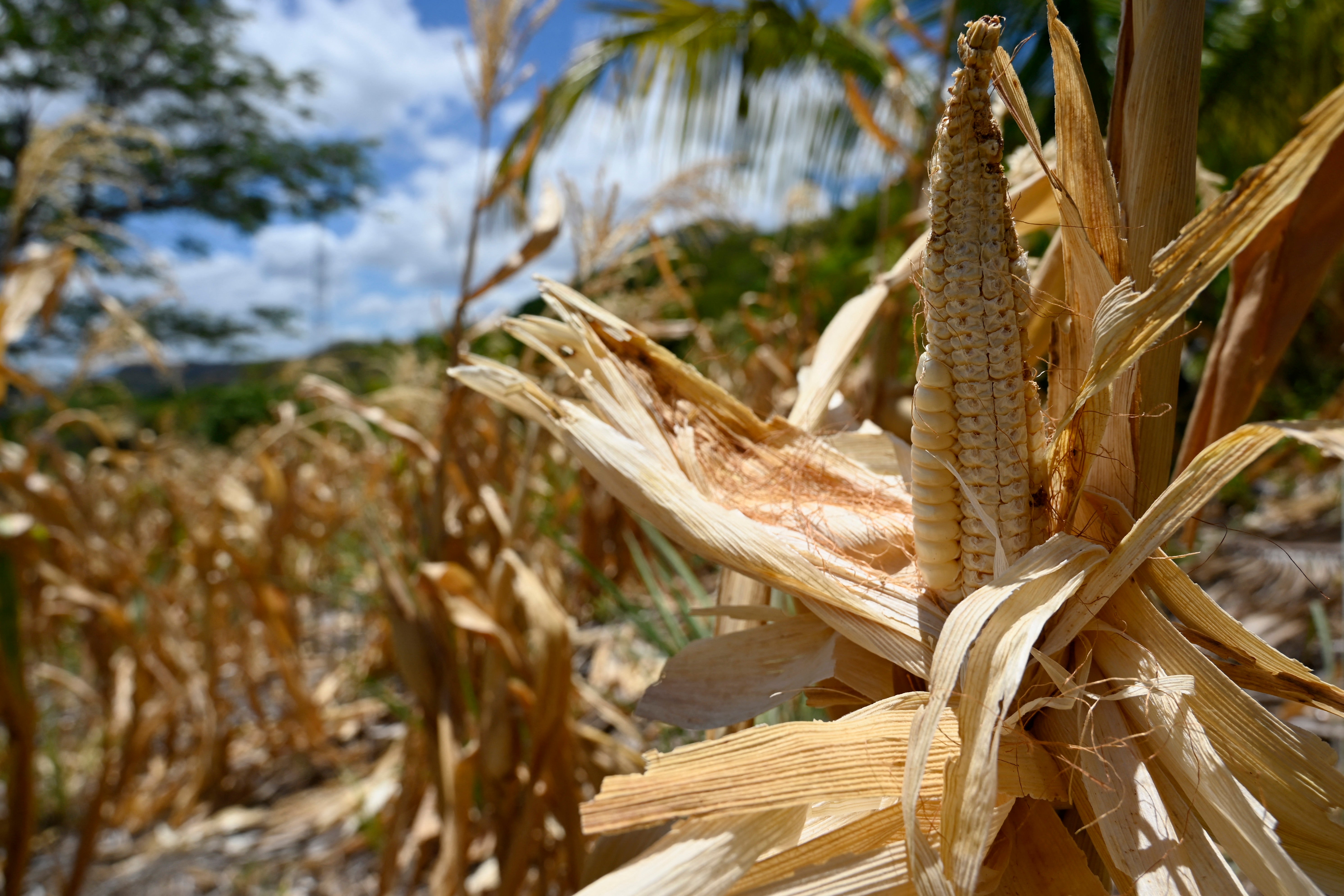 Dry corn crops are pictured at the village of Los Piches in San Lorenzo, Department of Valle, Honduras (AFP/Getty)