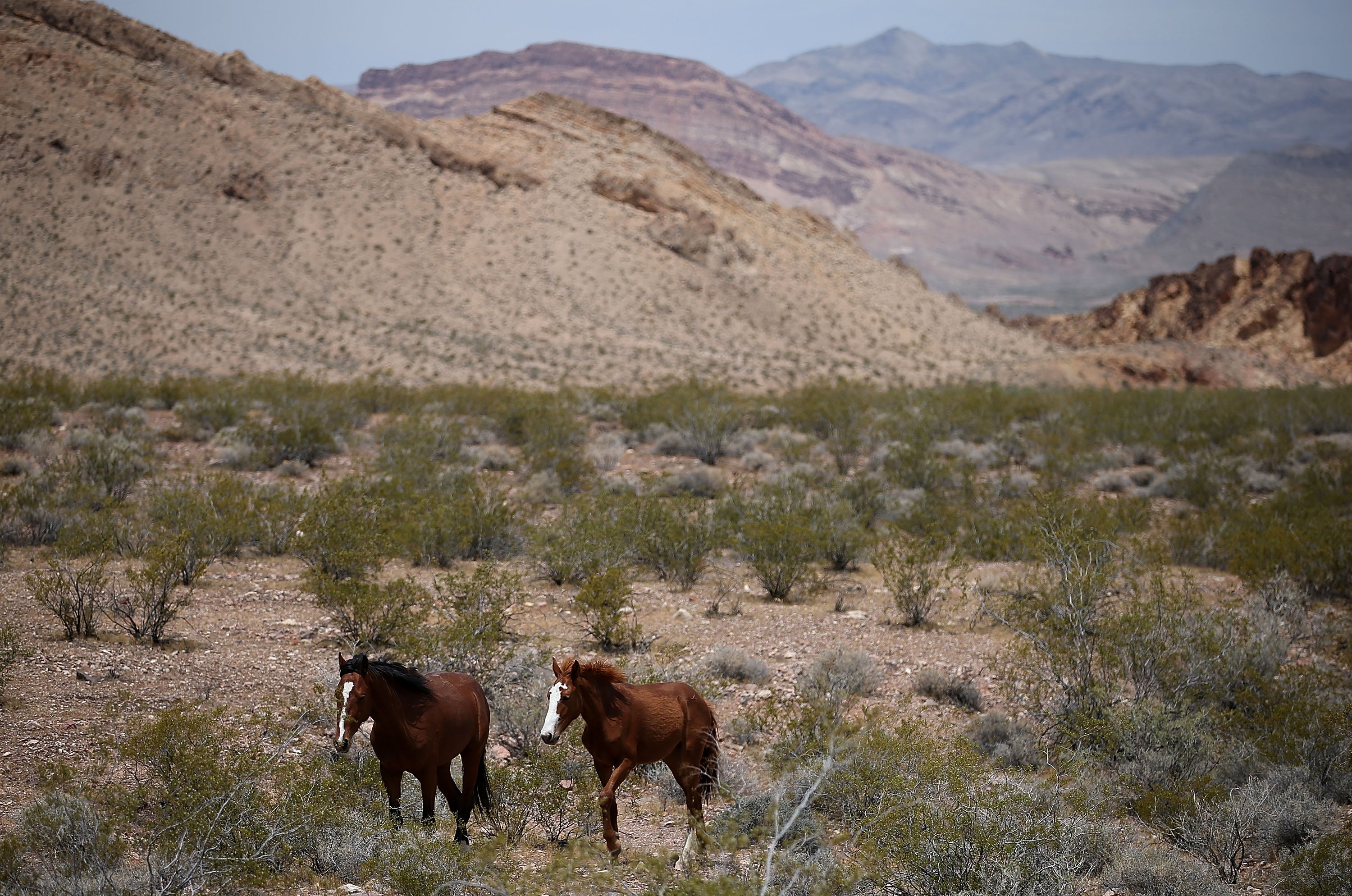 Federal government to spend $30 million to ‘fertility control’ wild horse populations out West
