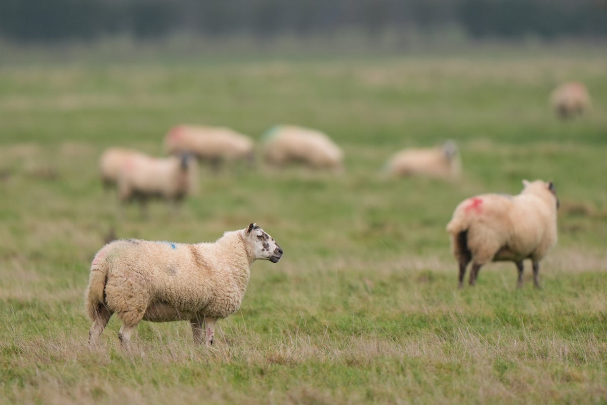 Woman tells court why she took lambs from King’s Sandringham estate