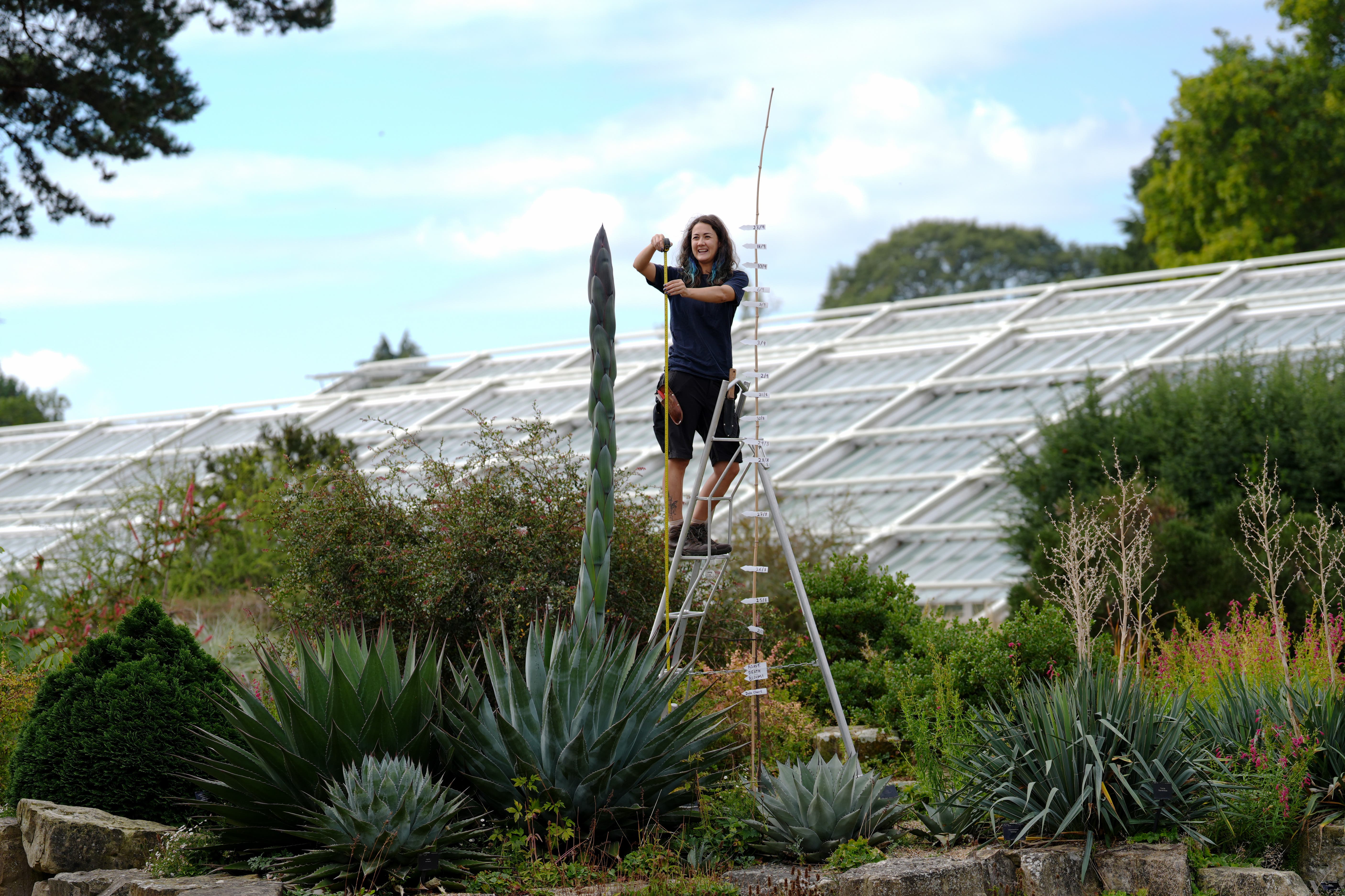 フラワー・ガーデニング Agave montana 'Lime Flash' 57 Agave montana 'Lime Flash' 57 フラワー・ガーデニング Agave montana