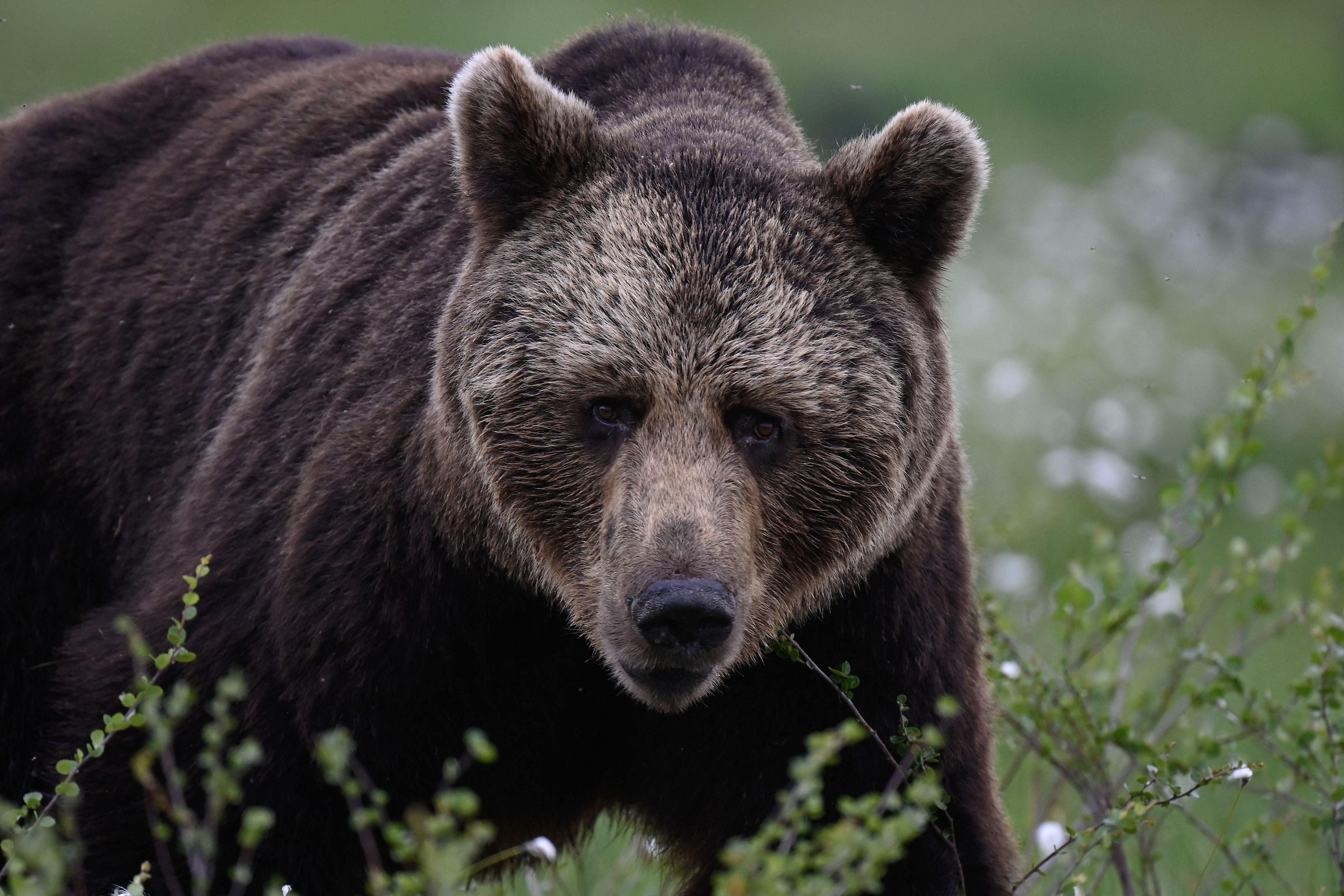 Siberian town ‘under siege’ by bears as at least six people killed in just a month