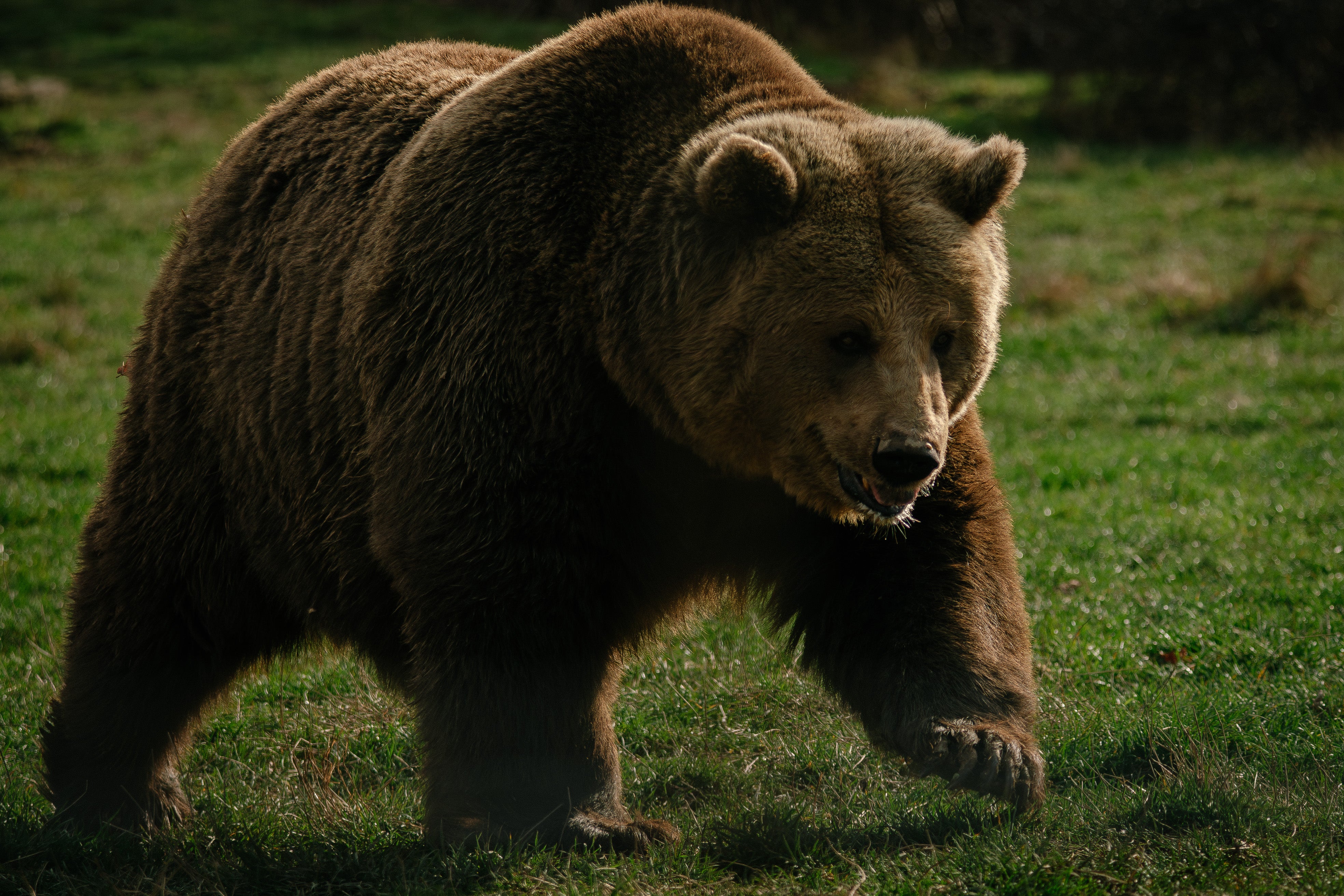 Representative. A high alert was issued in Siberia’s Krasnoyarsk region earlier this month due to increasing bear activity (Getty)