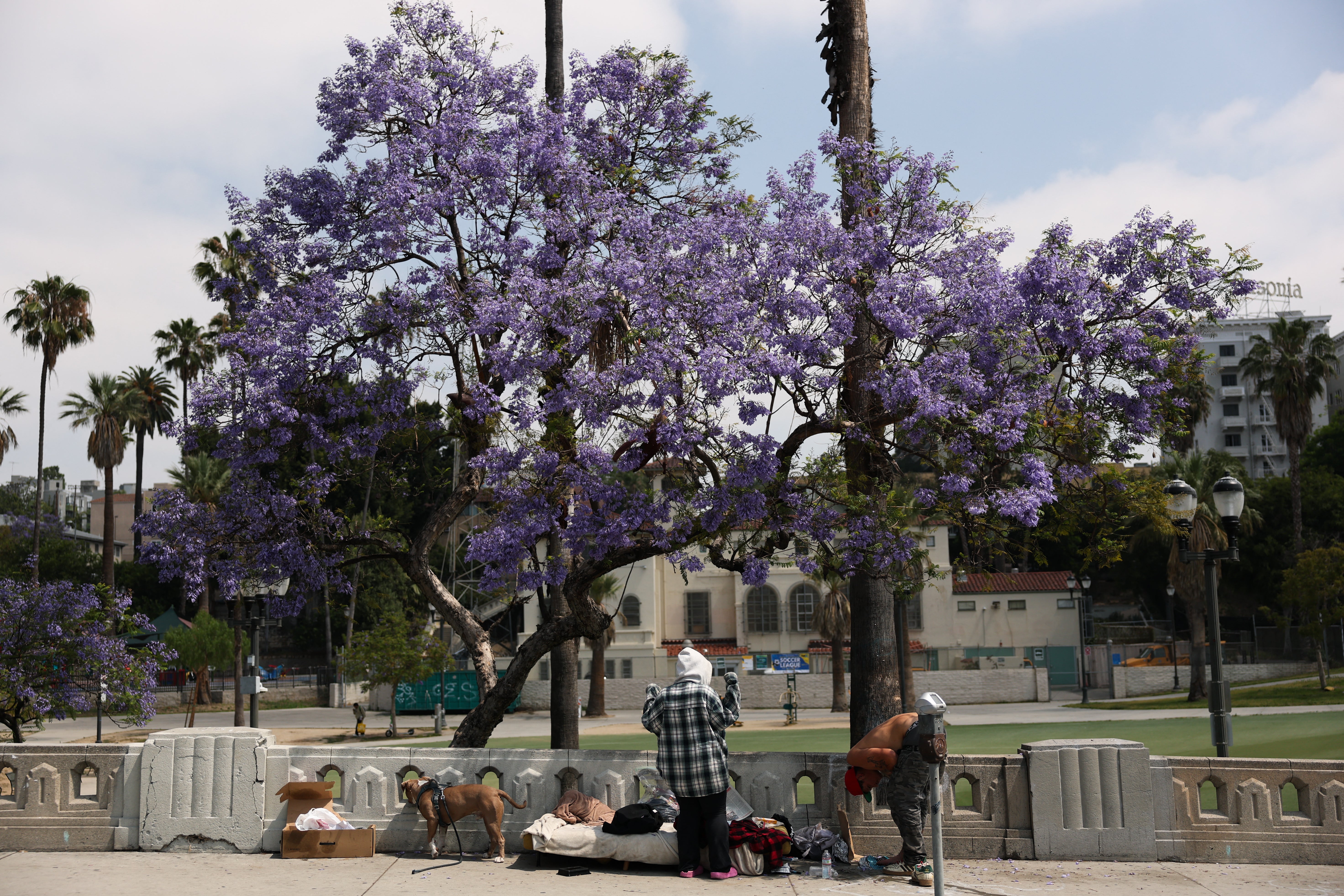 MacArthur Park has become a particularly loaded setting in Los Angeles, after years of problems with drug use, overdoses, gang activity, and homelessness