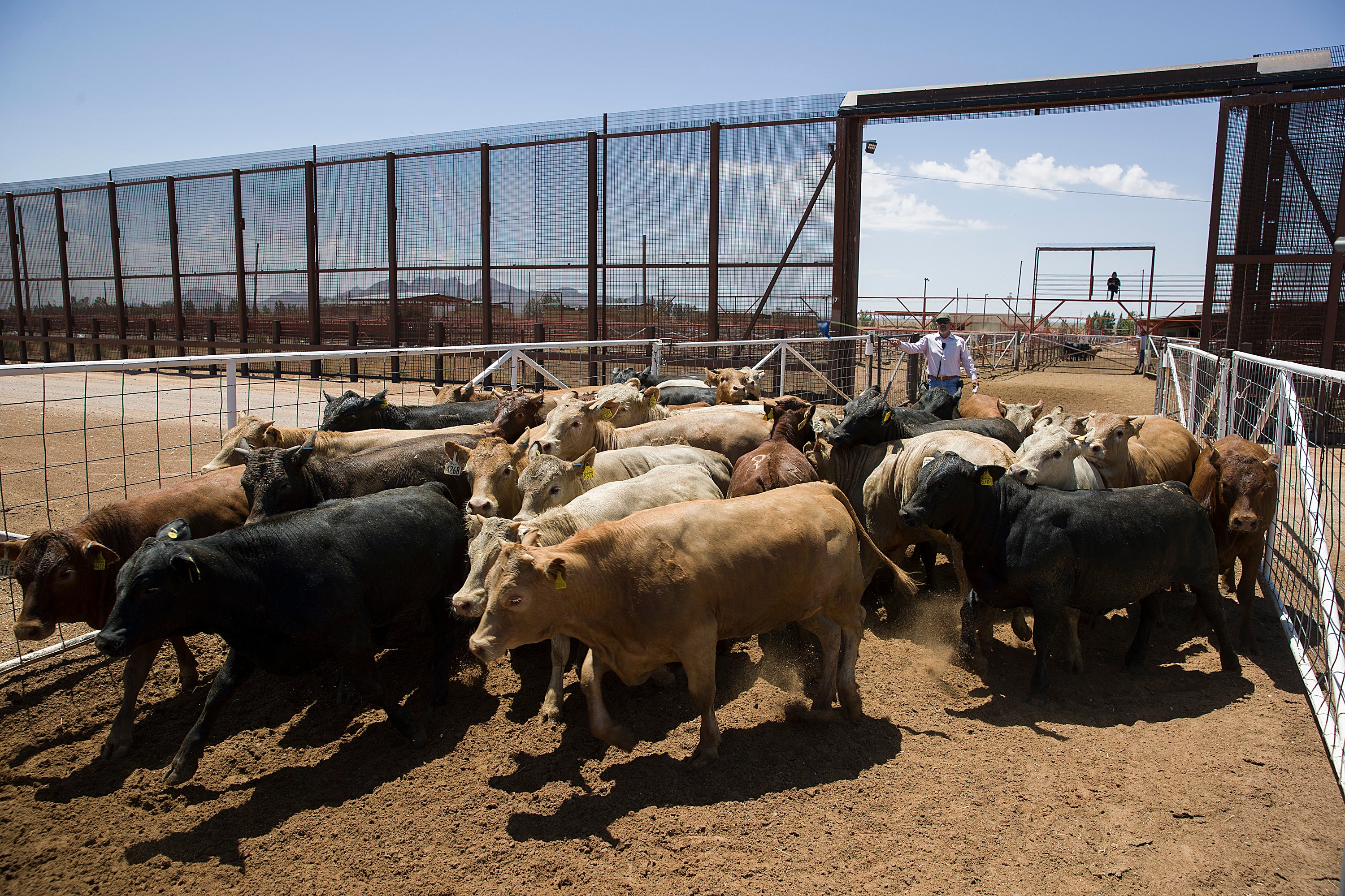 US is reopening its biggest livestock inspection port at the border, expanding America’s cattle supplies