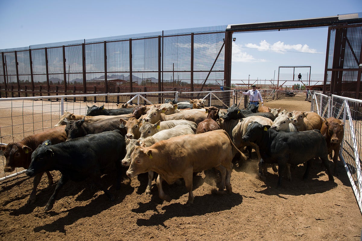 US is reopening its biggest livestock inspection port at the border, expanding America’s cattle supplies
