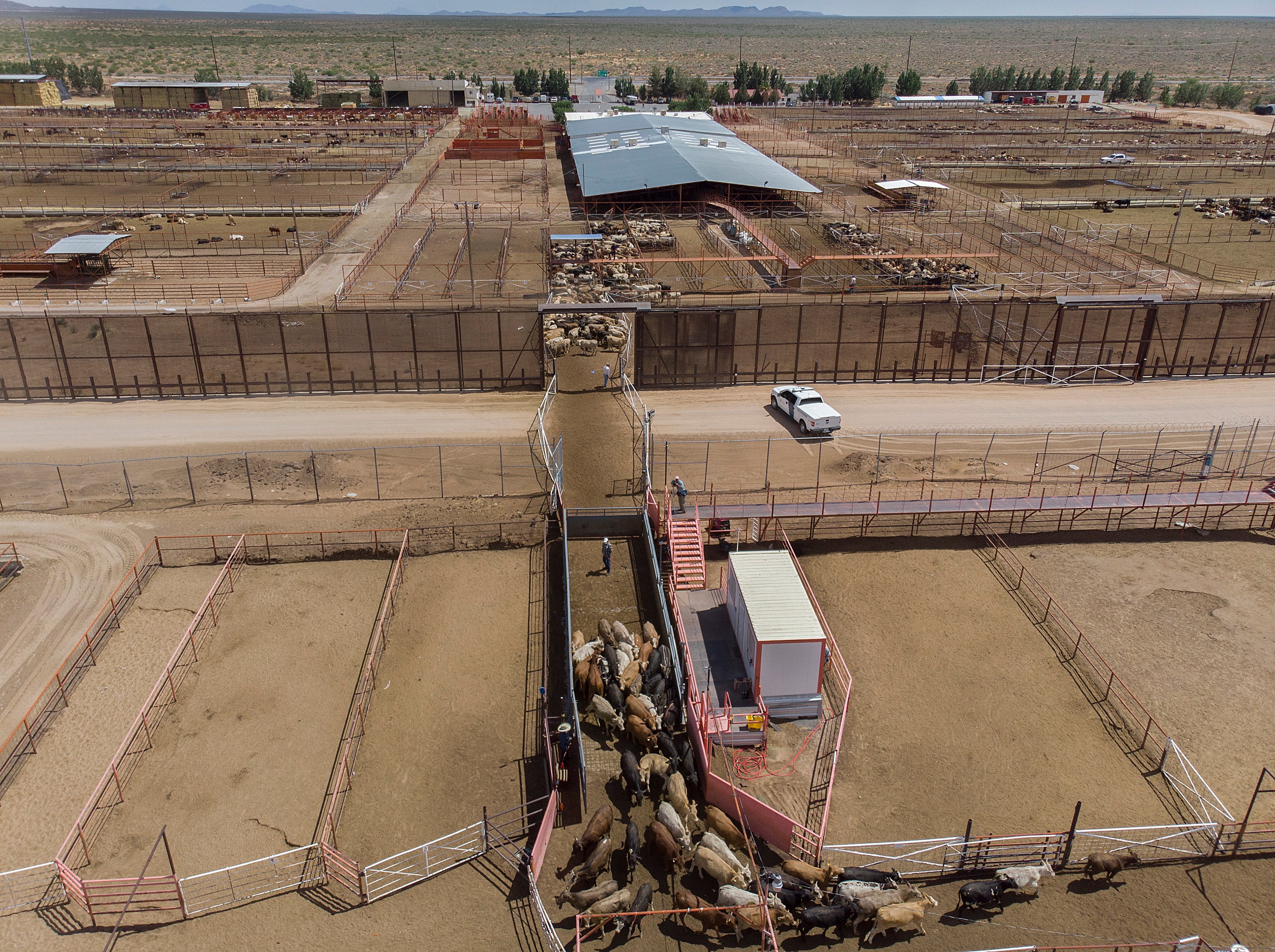 Workers process cattle from Mexico after they were brought into the United States through a gate in the border wall at the Santa Teresa International Export/Import livestock crossing on June 05, 2019 in Santa Teresa, New Mexico