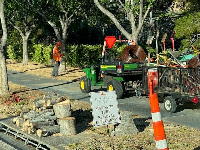 Las Vegas officials approved a $4 million rebate for the city to remove grass in some parks for a cash-for-grass incentive program, causing some trees to die as a result