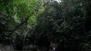 Climate Rainforest Funding