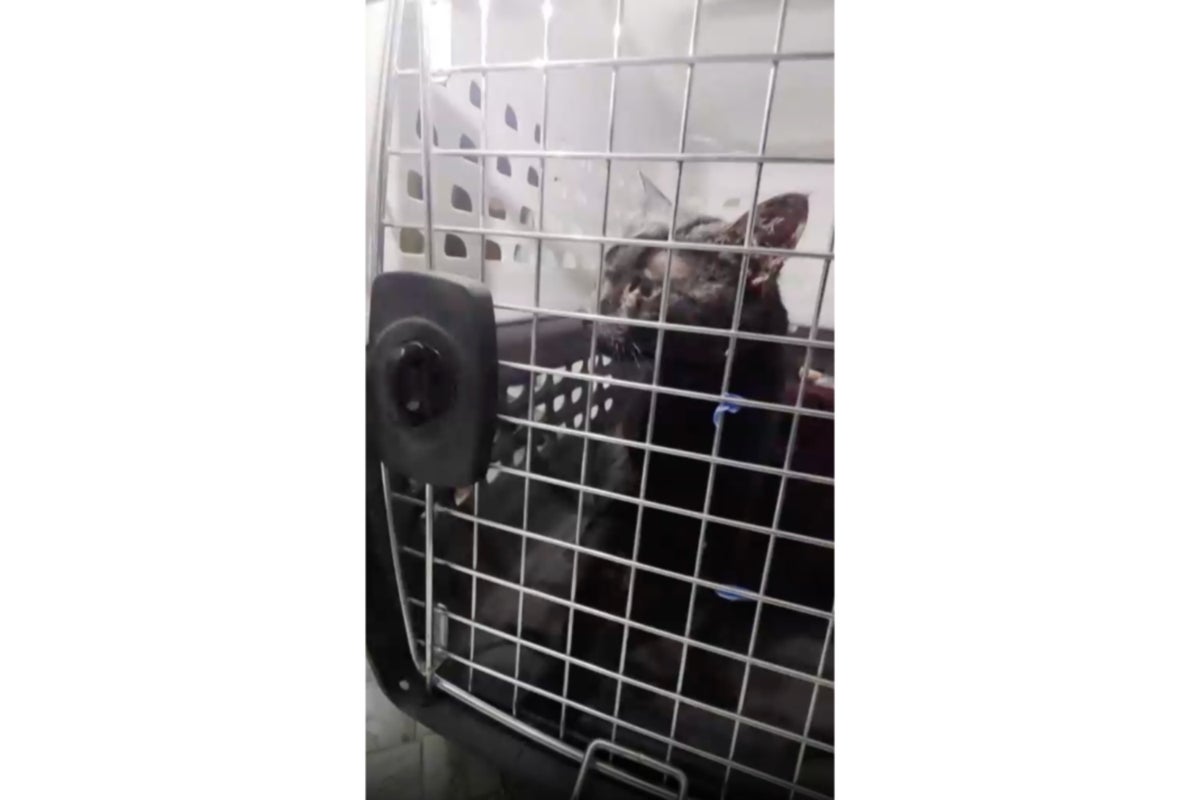 “Catman” Helps Pull Stuck Long Island Pet to Safety After Long Ordeal