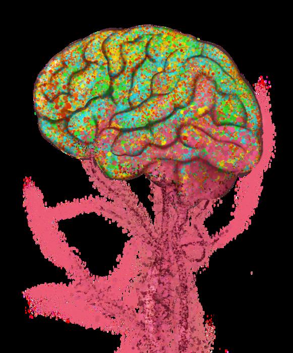 Cells originating in bone marrow can travel to the brain and take on the role of microglia (Emma Vidal/Stanford University/Eurekalert)