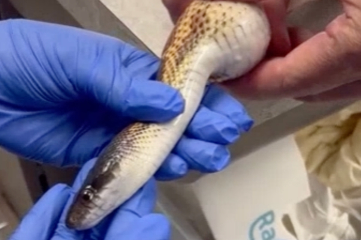 Snake swallows three golf balls as vets pull off incredible rescue